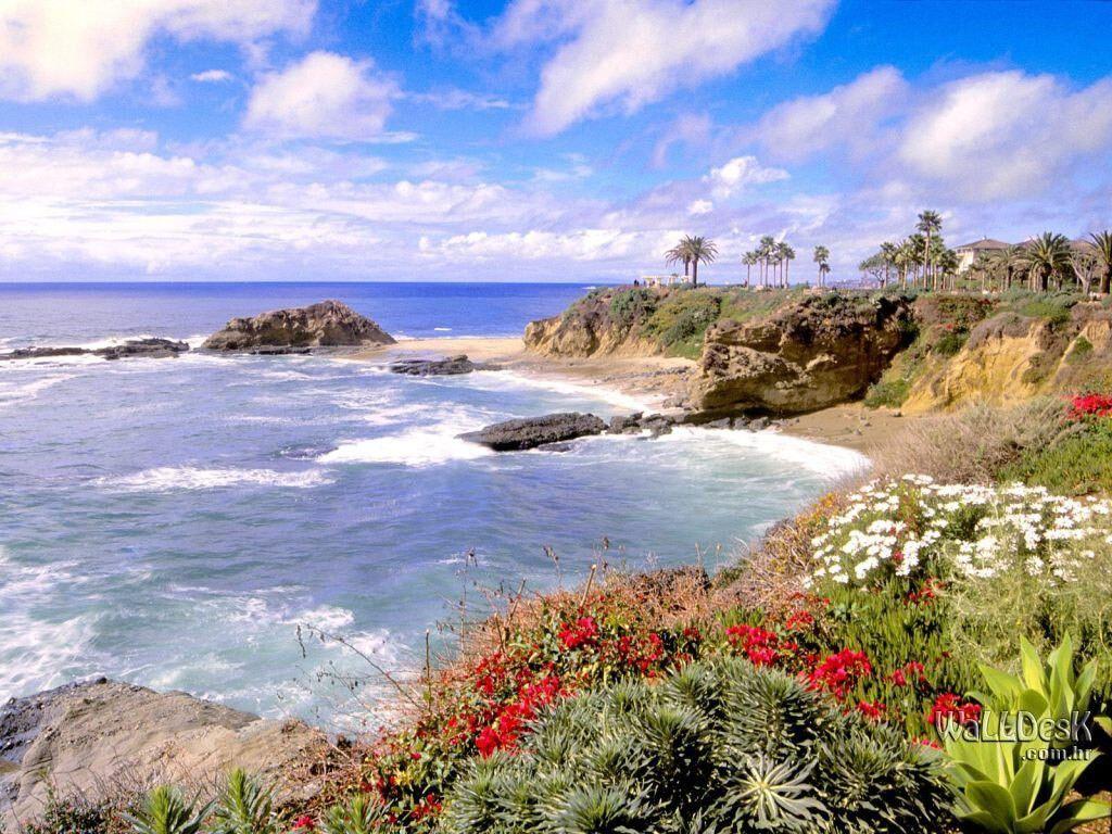 1024x768 Laguna Flowers Beach California. My Gorgeous California