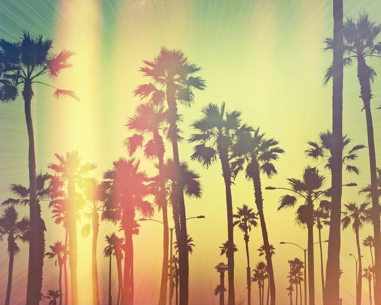 California Palm Trees Desktop Wallpapers  Top Free California Palm Trees Desktop  Backgrounds  WallpaperAccess
