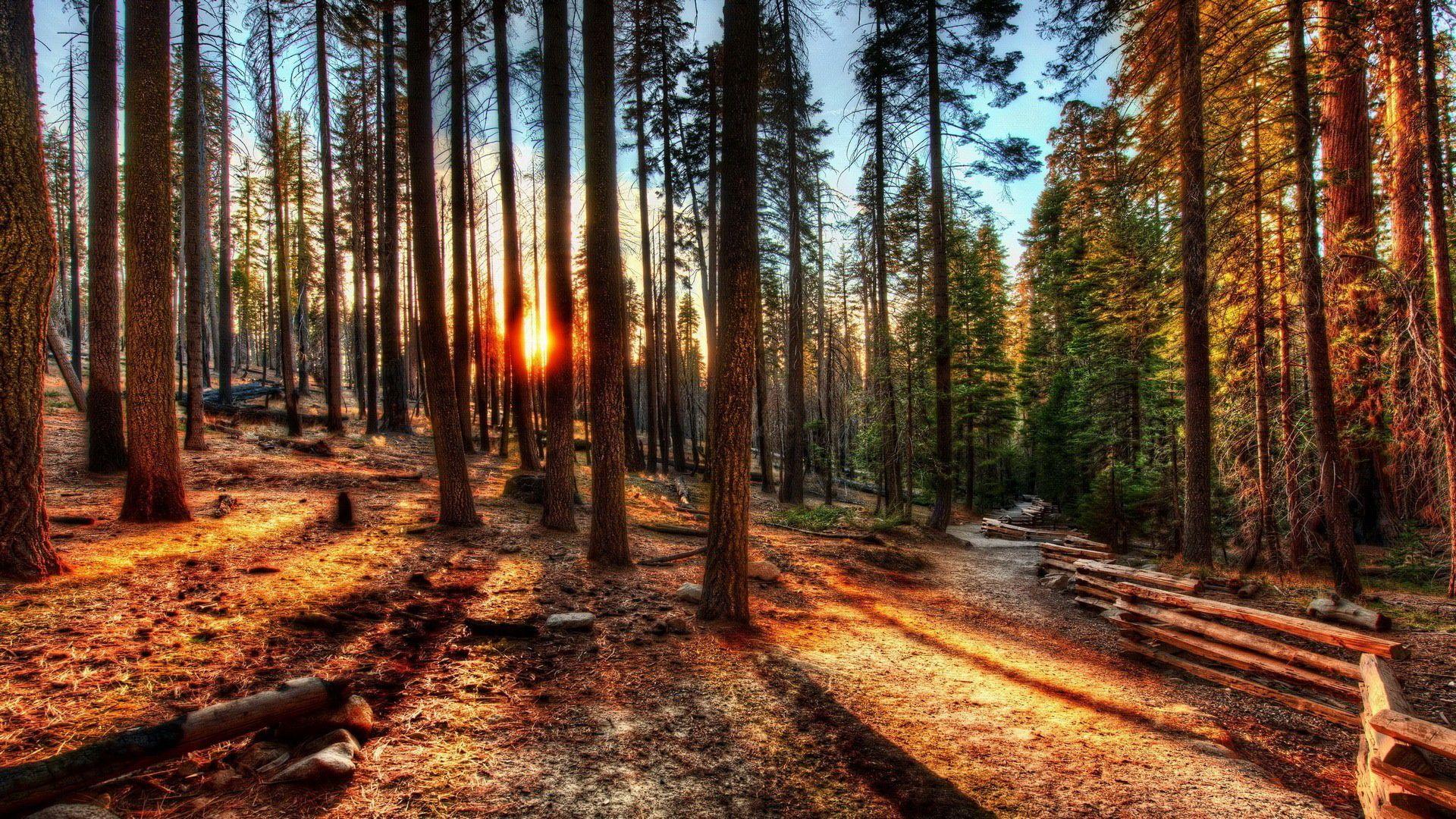 1920x1080 Preview Pine Forest Wallpaper. feelgrafix.com. Forest