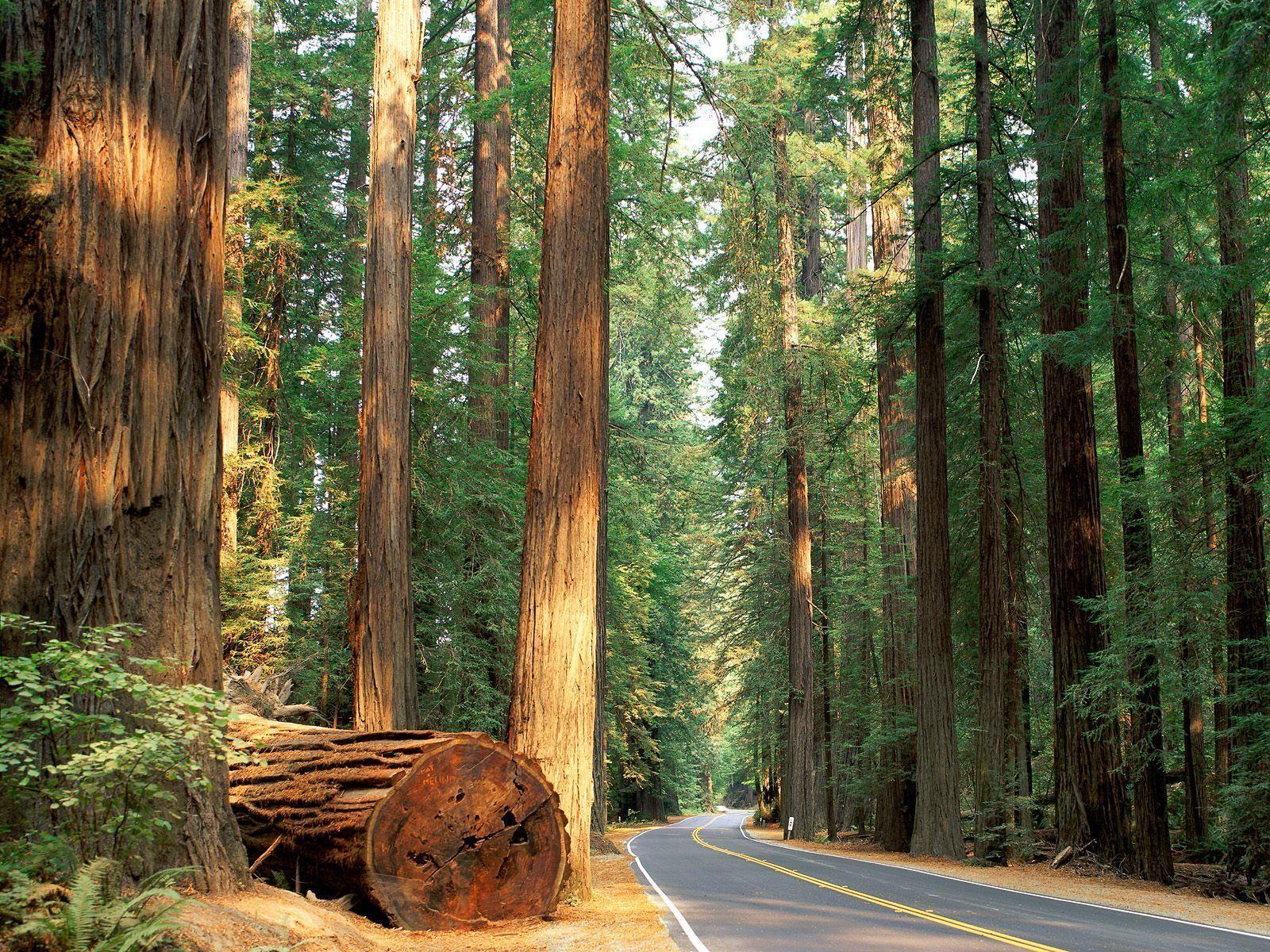 1600x1200 Wallpaper muy buenos. Wallpaper and Northern california