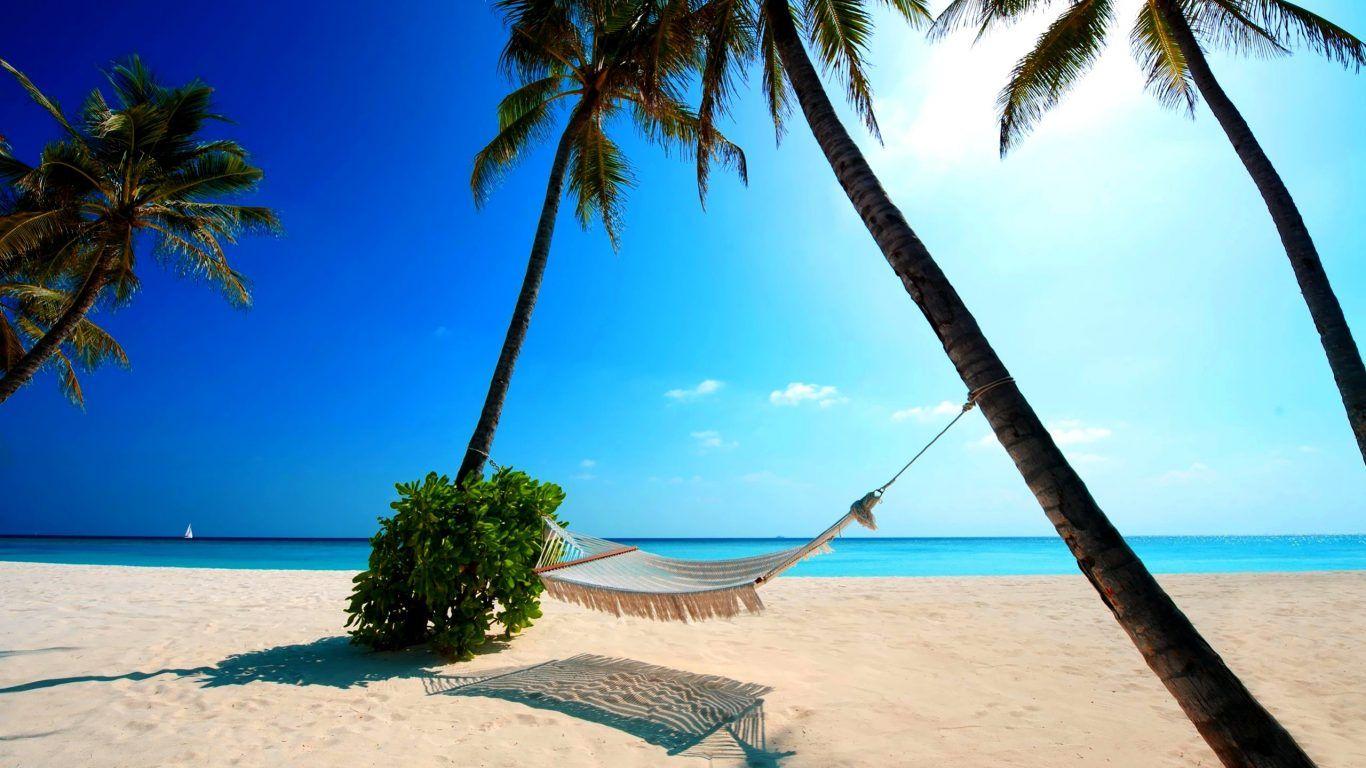 1366x768 Beach Tree Morro California Nature Strand Xmas Wallpaper Beaches
