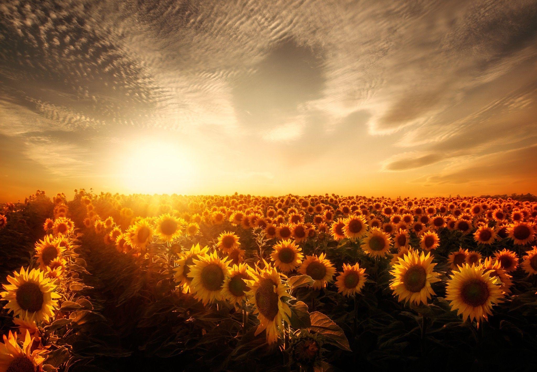 2048x1421 Sunflowers Sunset - Hình nền thiên nhiên Pc, Hình nền HD
