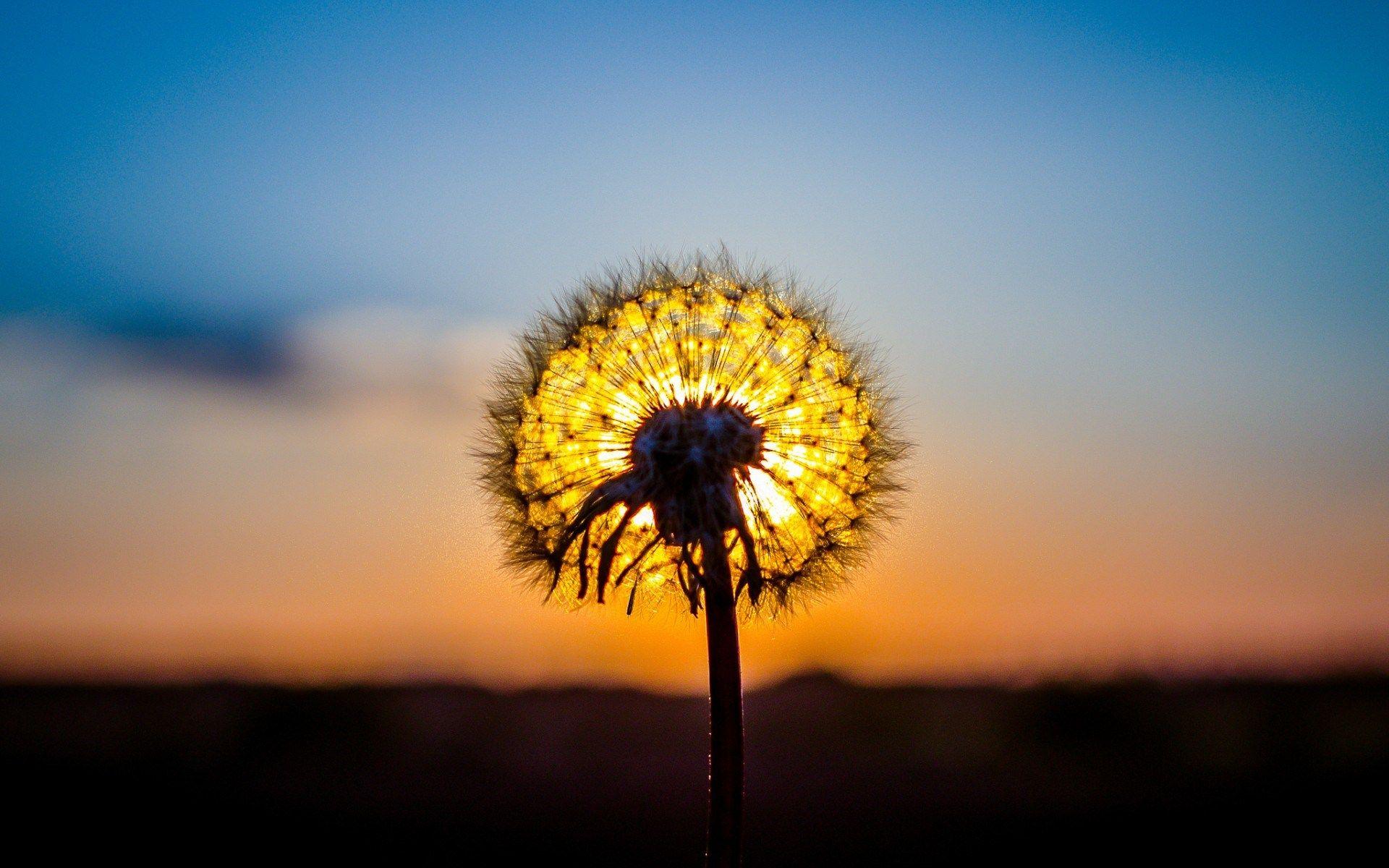 1920x1200 Dandelion Plant Sun Sunset Nature Hình nền [1920x1200]