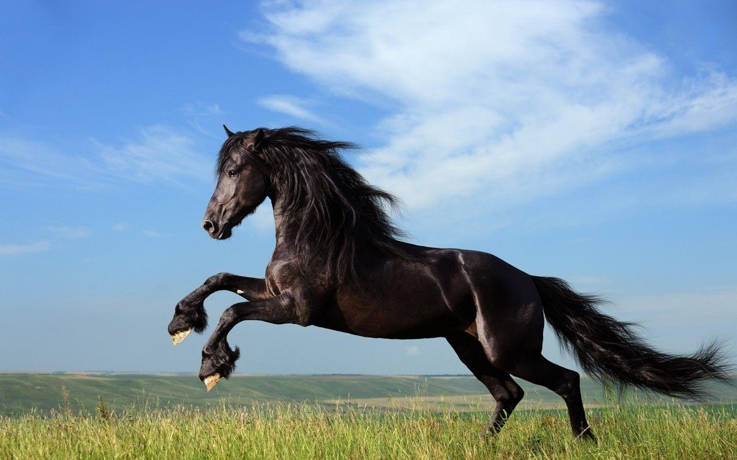 Horses Jumping Wallpapers - Top Free Horses Jumping Backgrounds ...