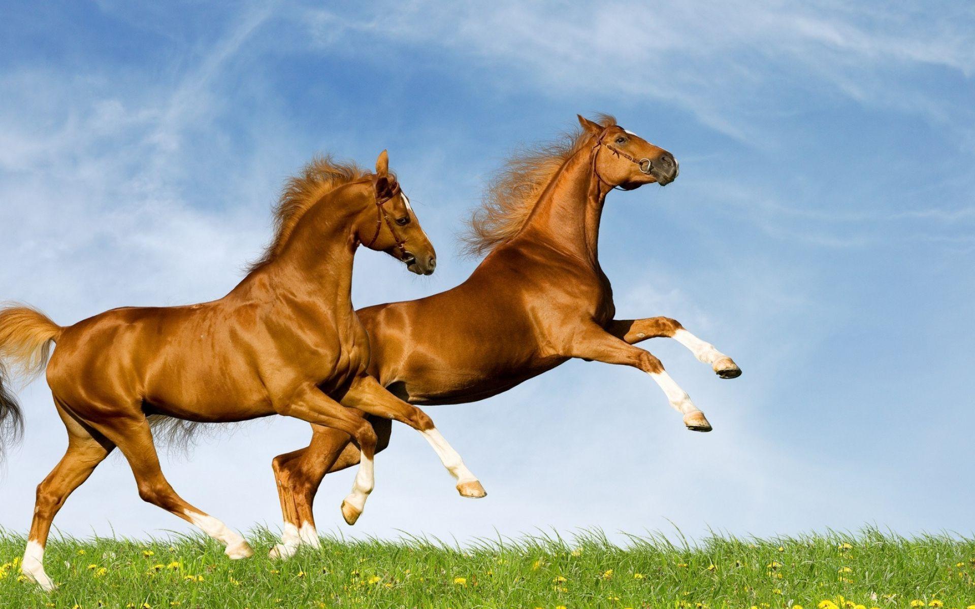 1920x1200 Two happy horses jumping wallpaper download. Wallpaper