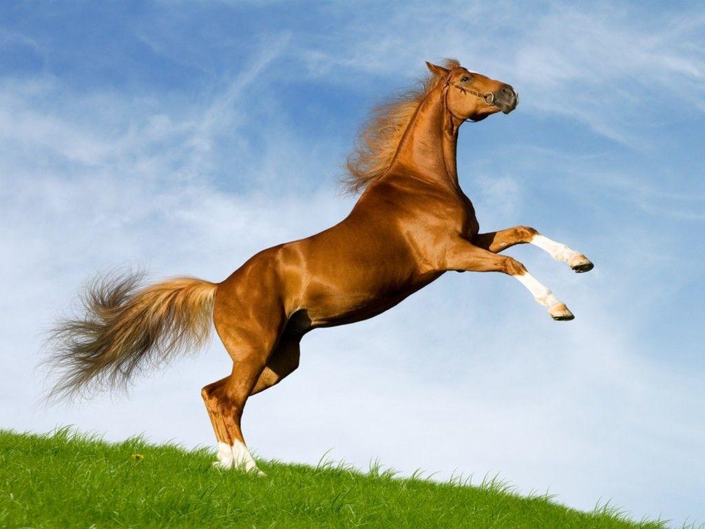 Horses Jumping Wallpapers - Top Free Horses Jumping Backgrounds ...