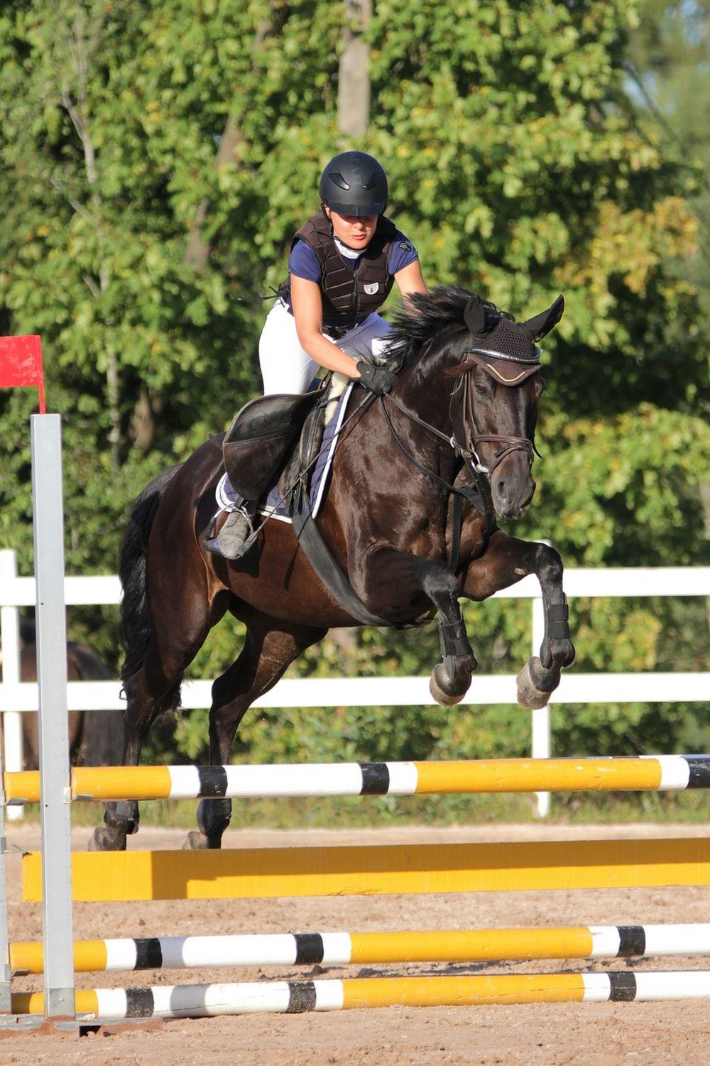 1000x1501 Jumping Horse Picture. Download Free Image