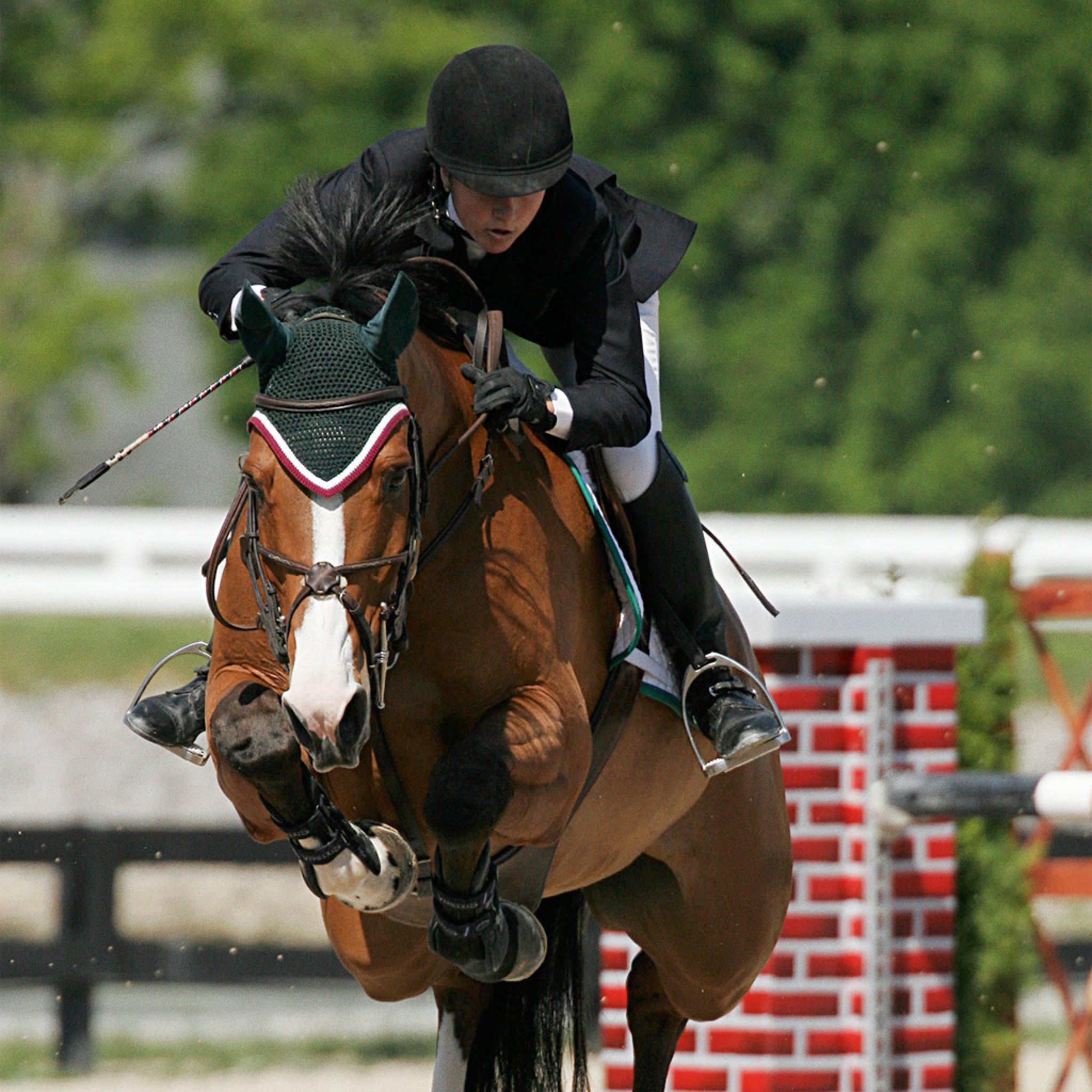 Collection 100+ Pictures Pictures Of Horses Jumping Updated