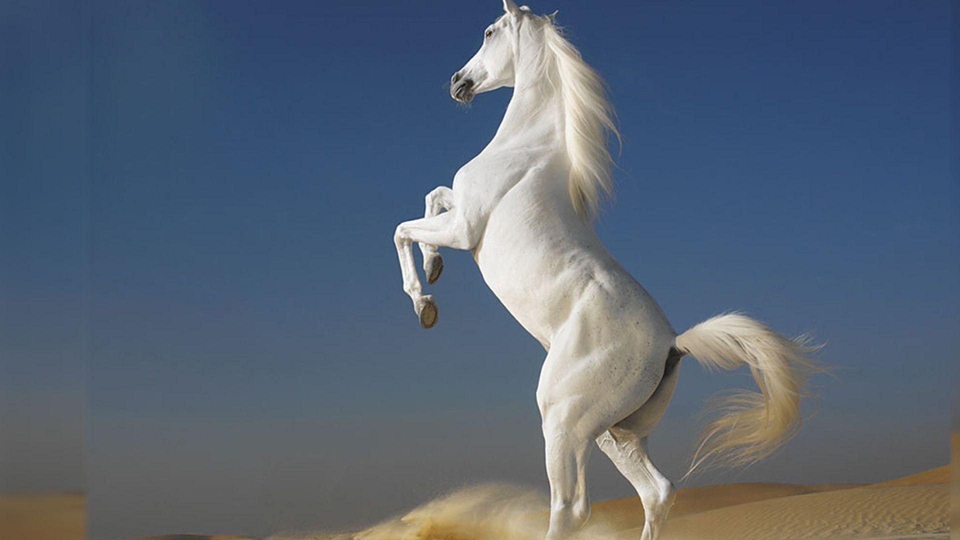 1920x1080 Best Desktop Wallpaper Horse Jumping Hd, HD Wallpaper