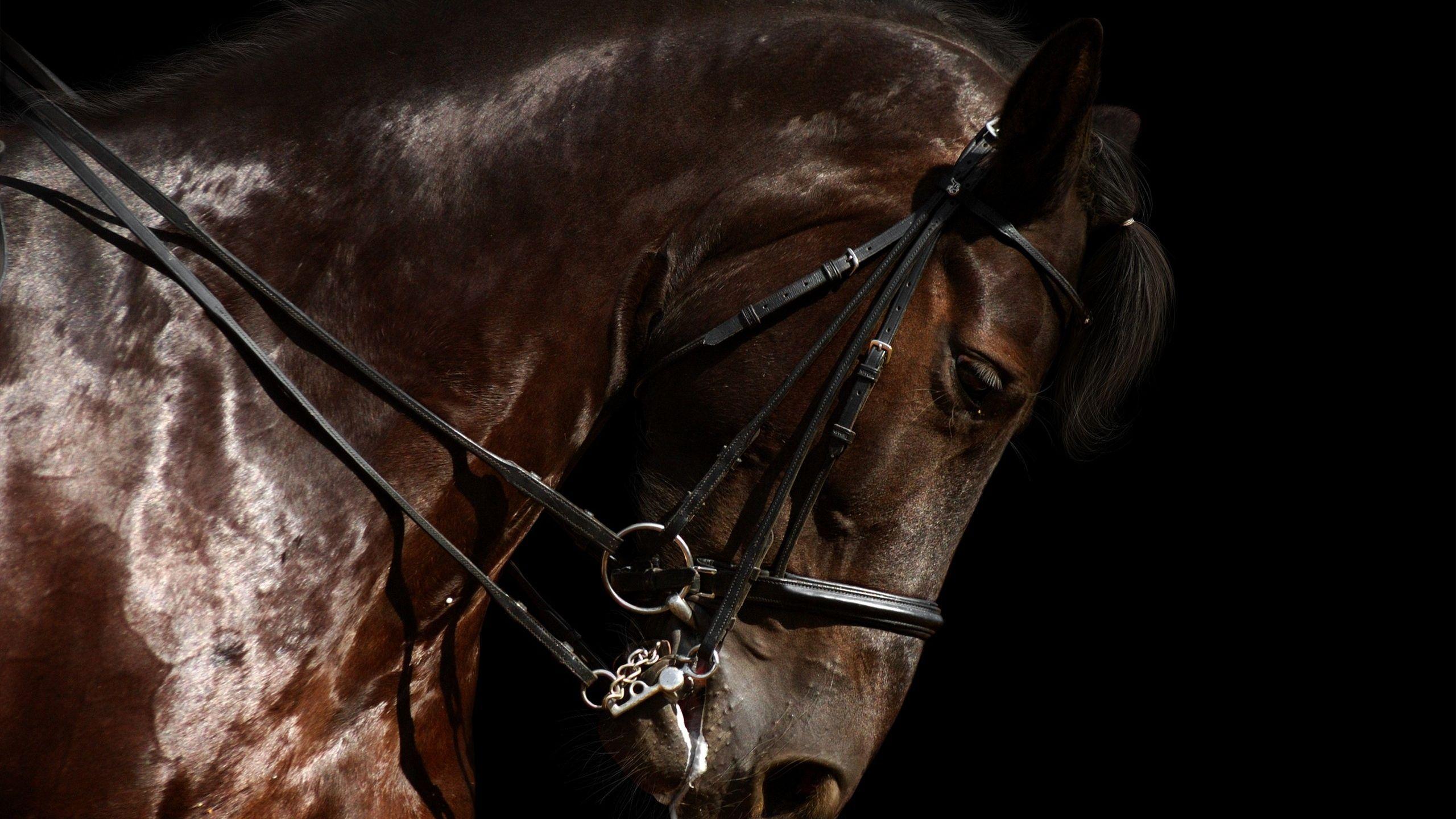 2560x1440 Horse Close Up Background 39691 2560x1440px