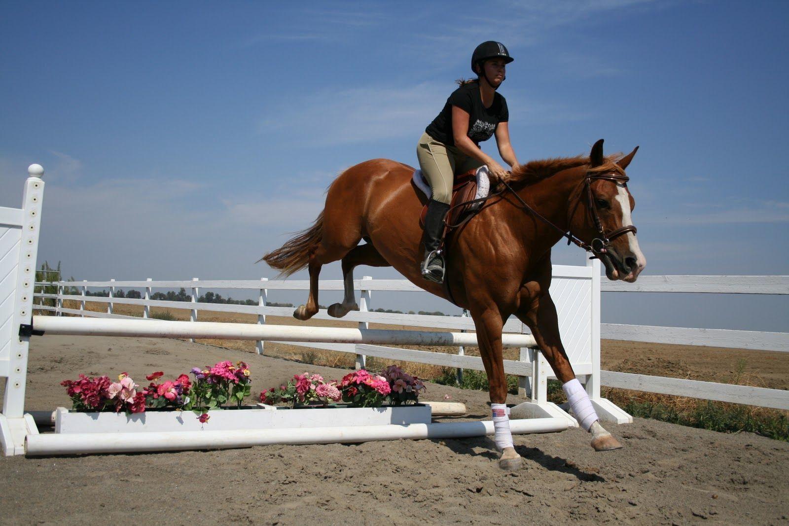 Horse Jumping Wallpapers - Top Free Horse Jumping Backgrounds ...