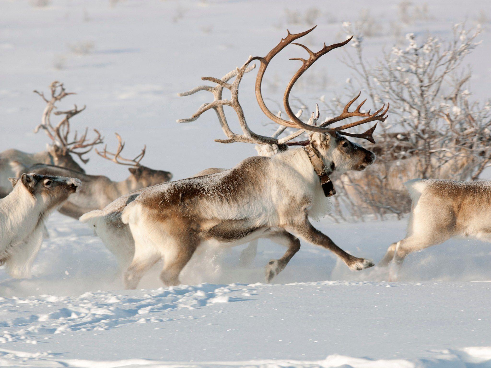 arctic reindeer clipart transparent