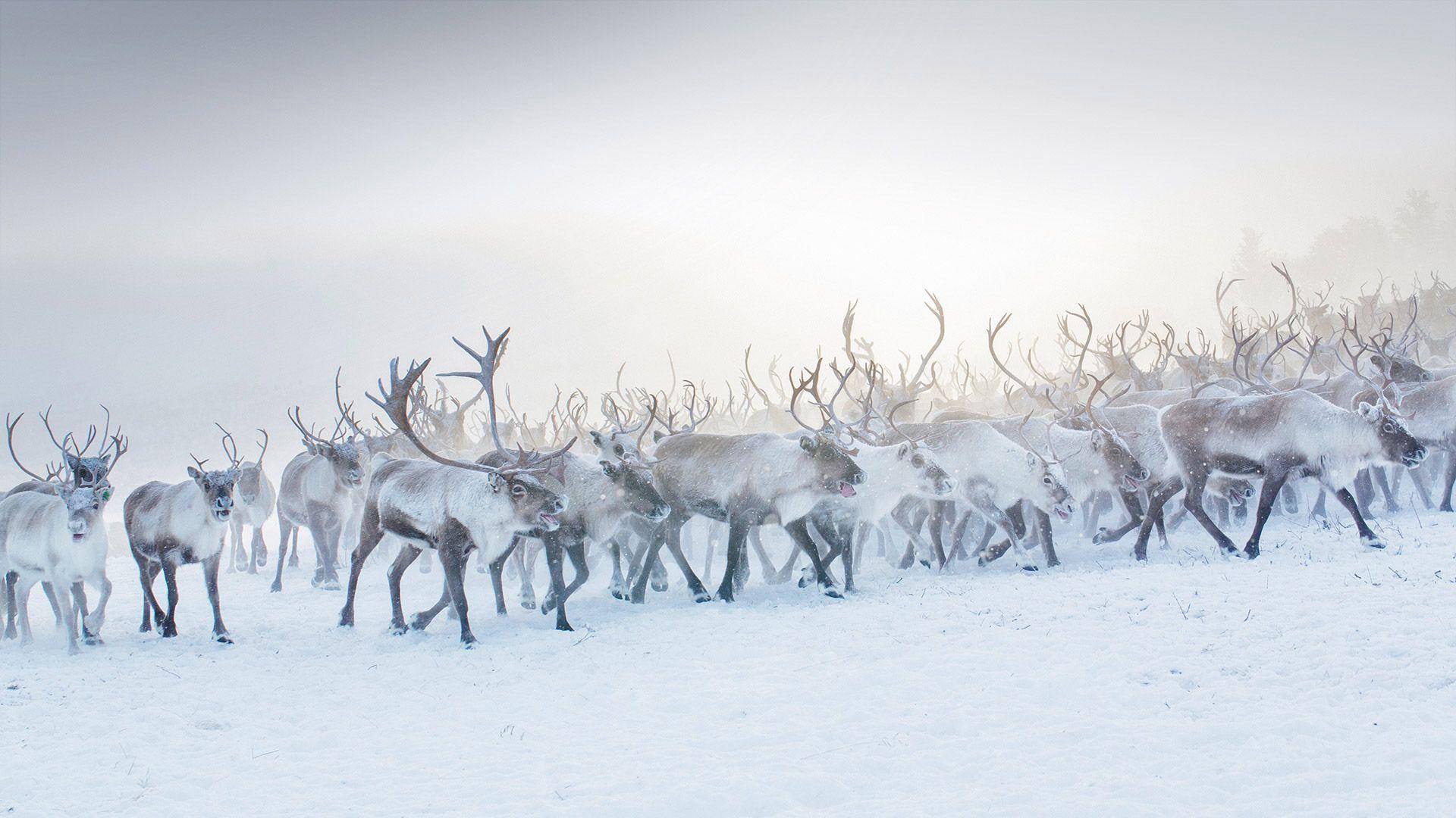 Arctic Reindeer Wallpapers - Top Free Arctic Reindeer Backgrounds ...