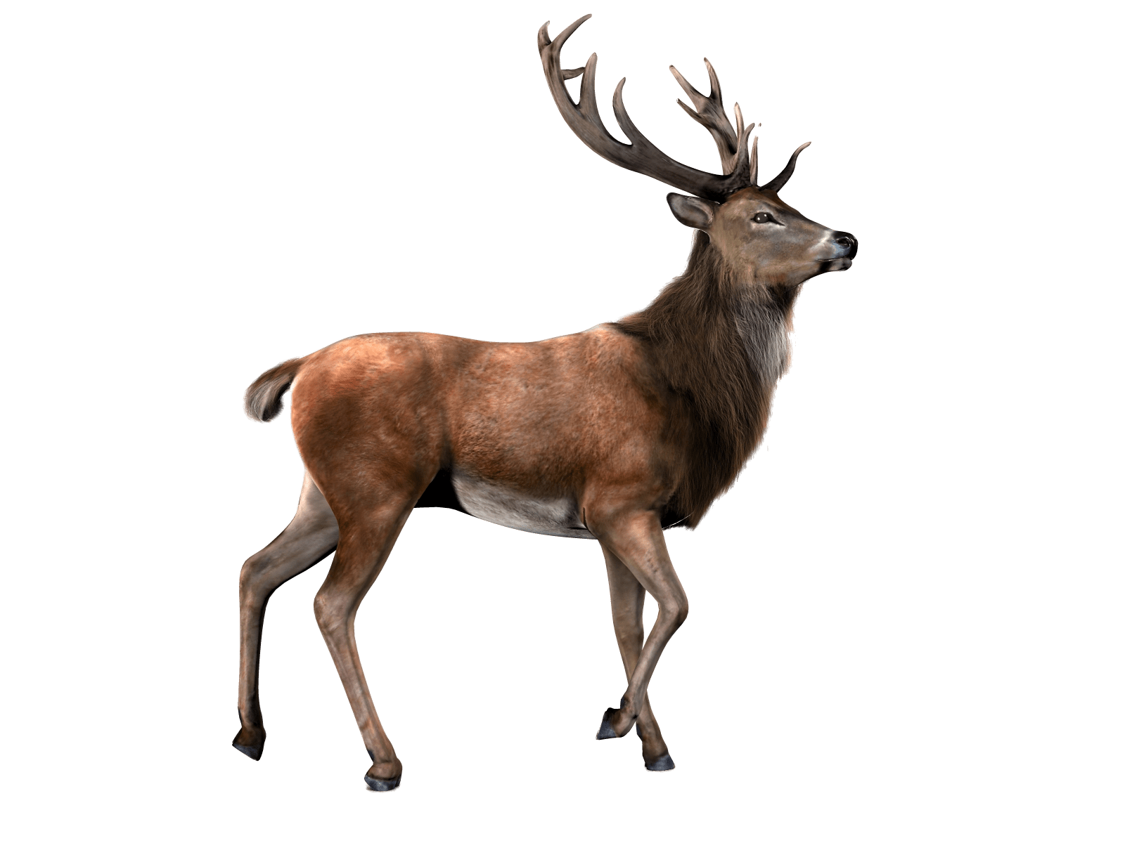 arctic reindeer clipart transparent