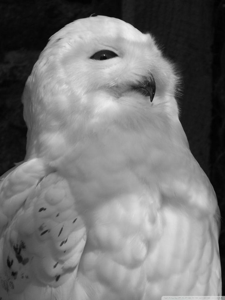 768x1024 White Owl Black and White Ultra HD Desktop Background Wallpaper