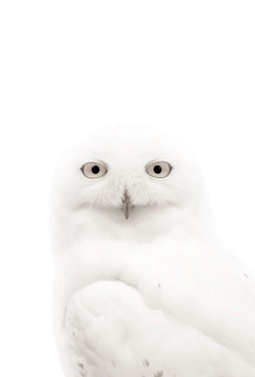 White Owl iPhone Wallpapers - Top Free White Owl iPhone Backgrounds - WallpaperAccess