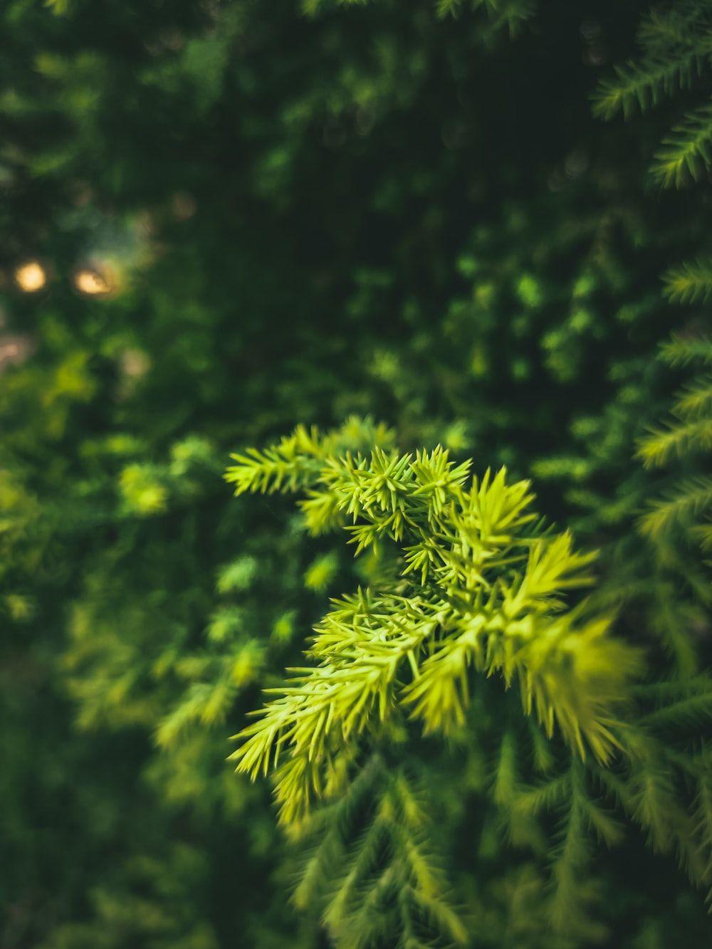 1000x1333 Bhubaneswar Picture. Download Free Image