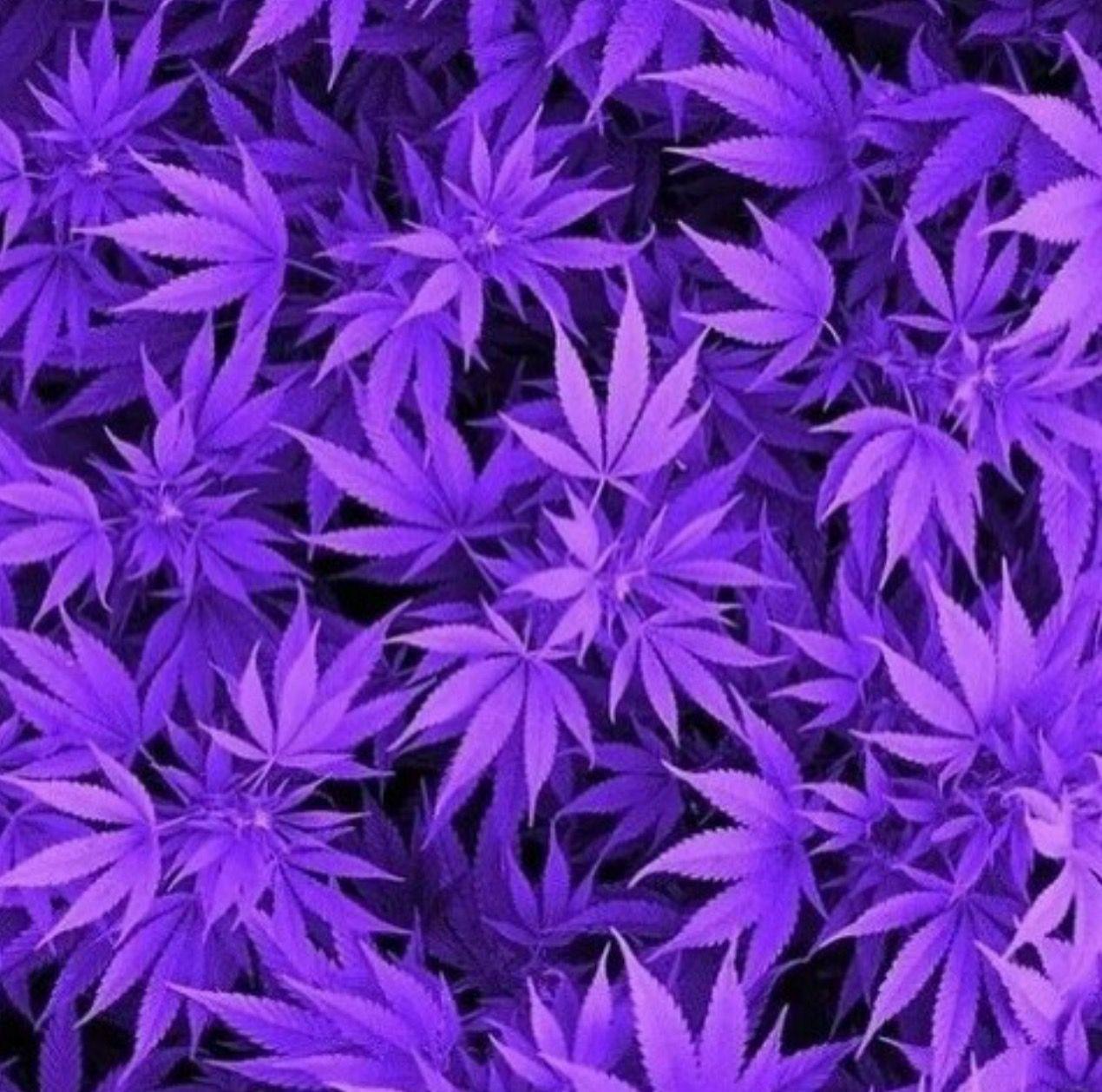 purple weed leaves