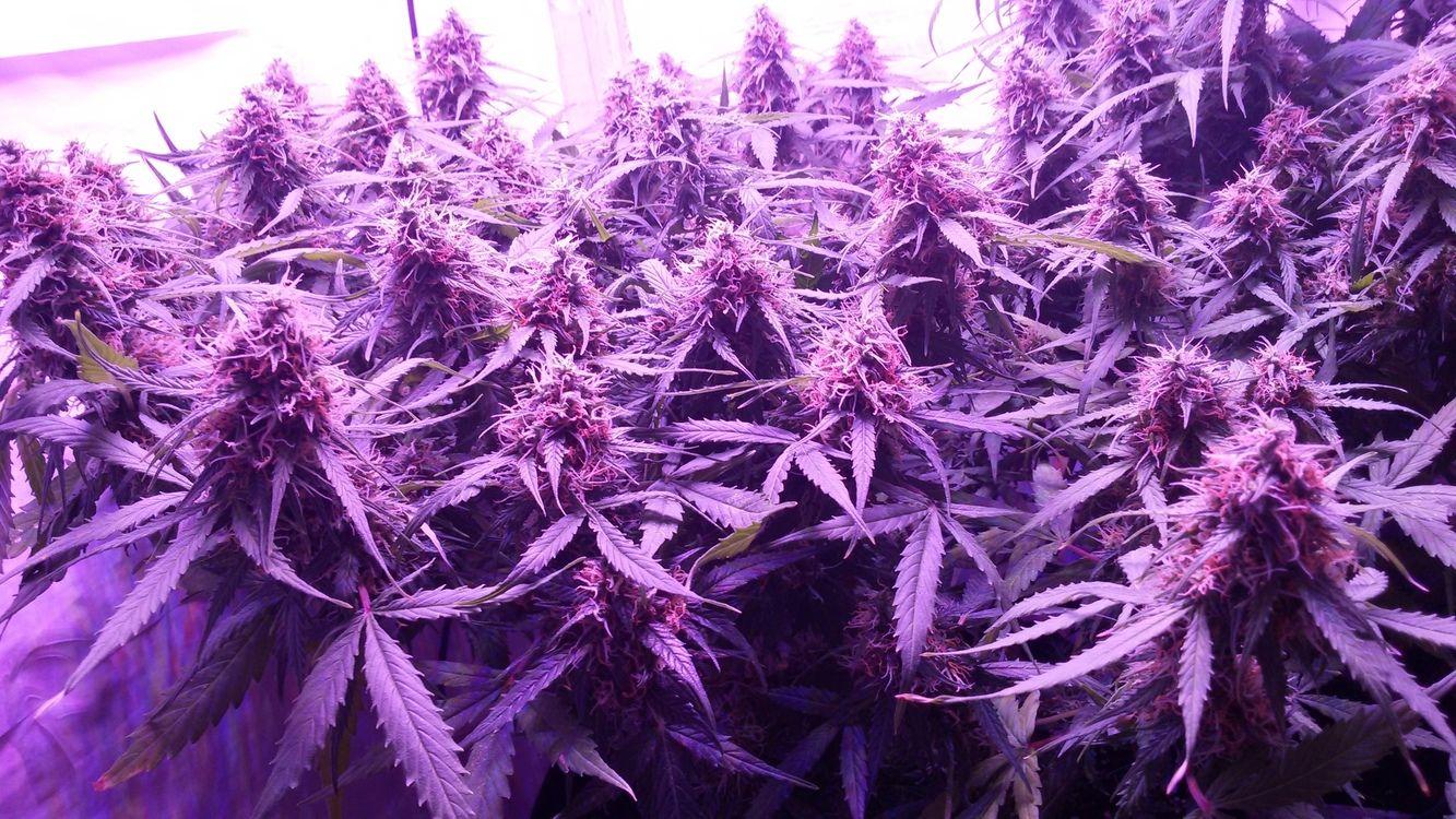 The purps buds flowers green marijuana medical nature orange purple  HD phone wallpaper  Peakpx