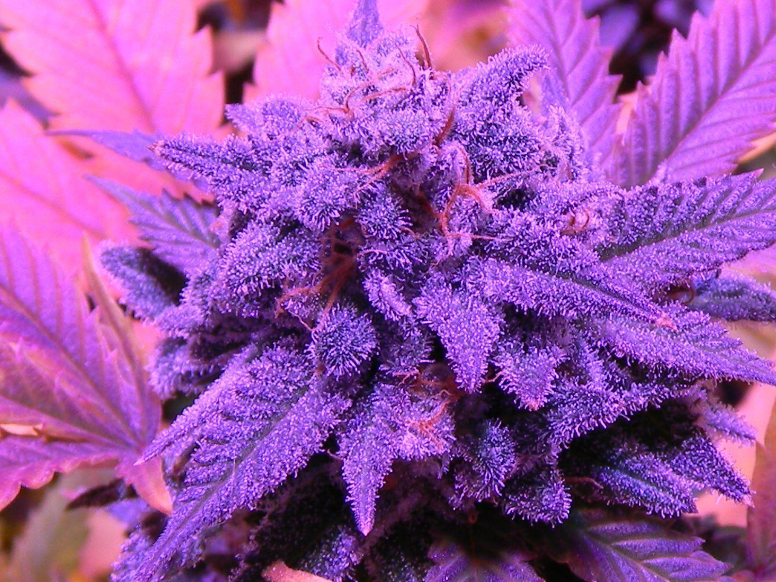 Purple Weed Wallpapers - Top Free Purple Weed Backgrounds - WallpaperAccess