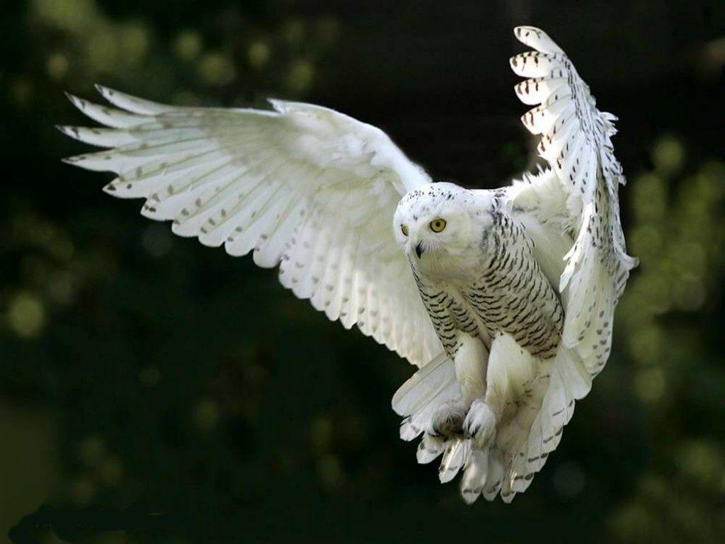 Cute White Owl Wallpaper