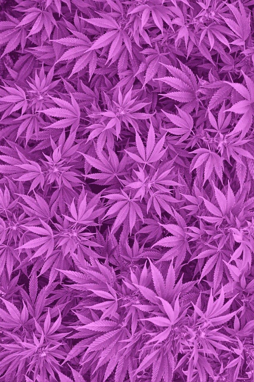 Purple marijuana on black background with colorful ultraviolet neon led  light Hemp plant with big leafs New trendy artistic futuristic fresh look  on Stock Photo  Alamy