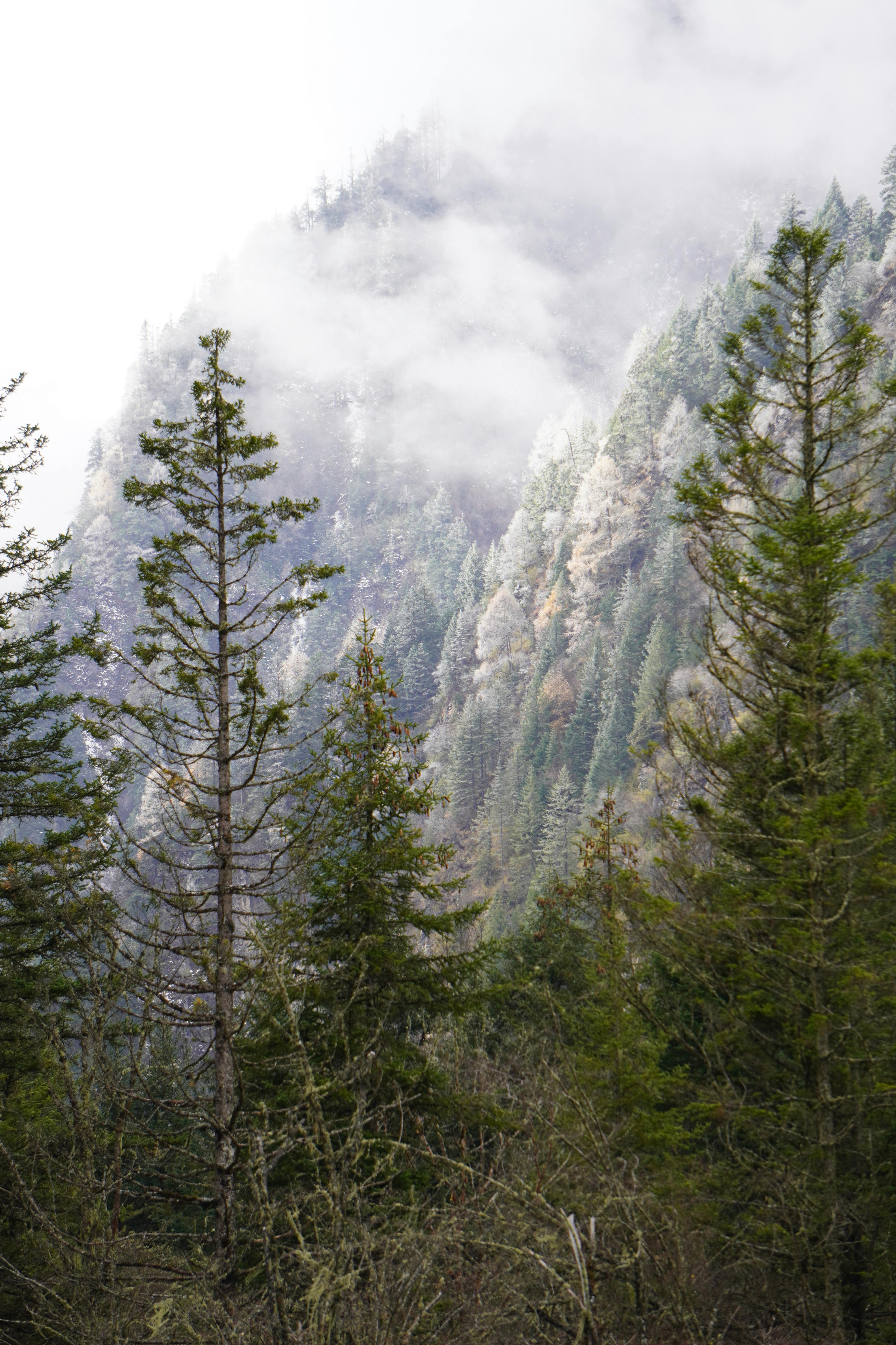 4000x6000 Evergreen Trees in the Mountains · Free