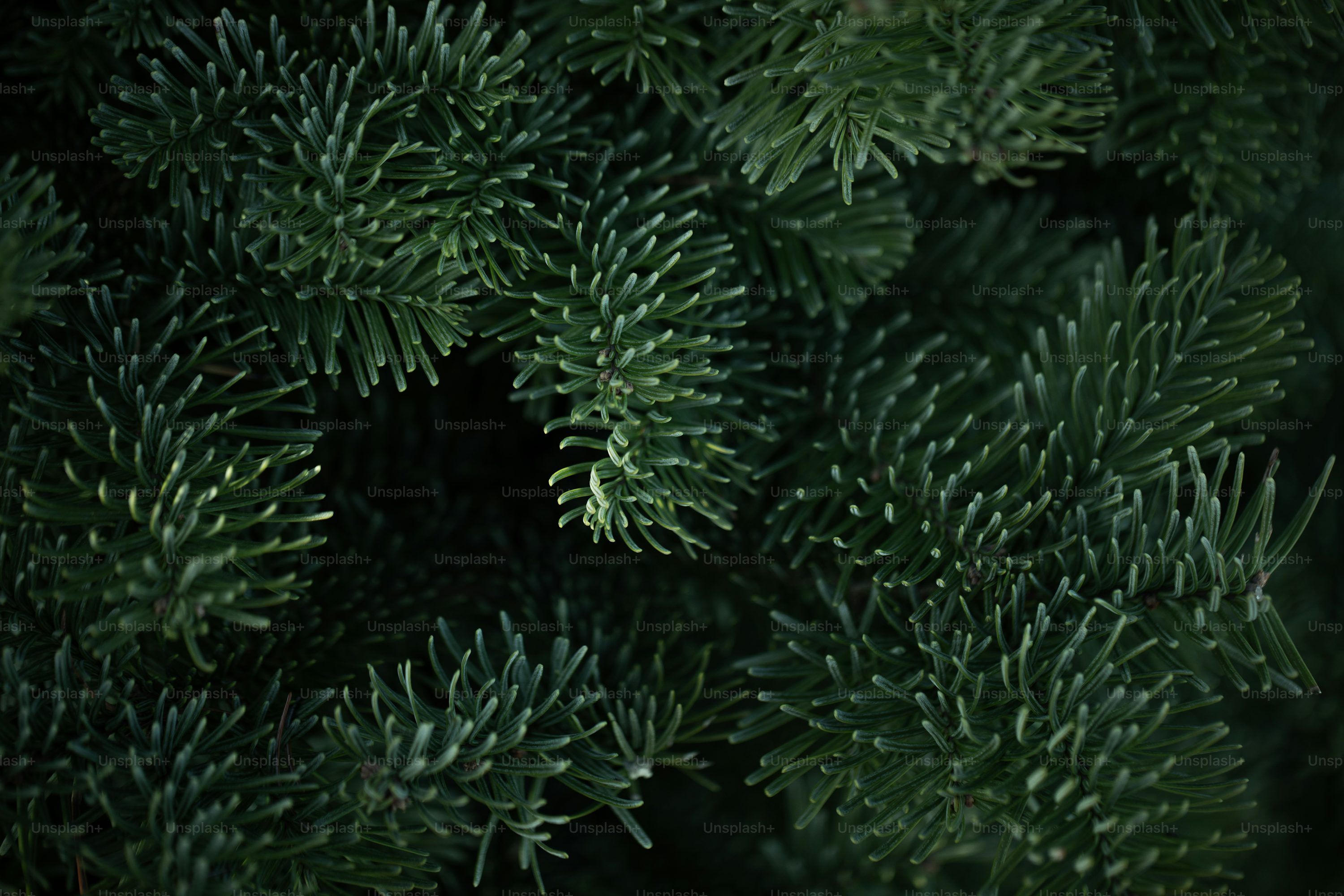 3000x2000 Evergreen Tree Picture. Download Free Image