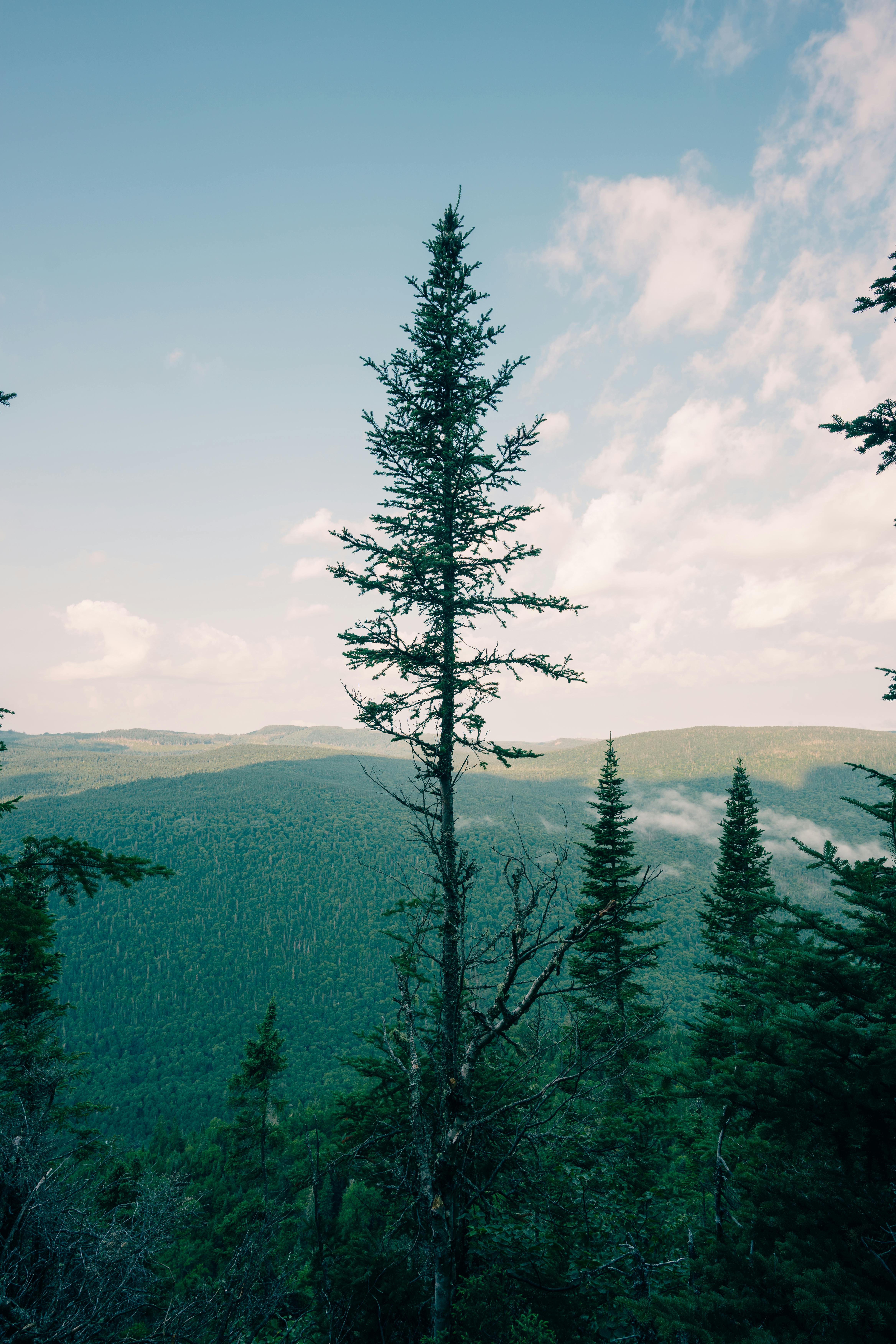 4672x7008 Tall Trees in Evergreen Forest · Free