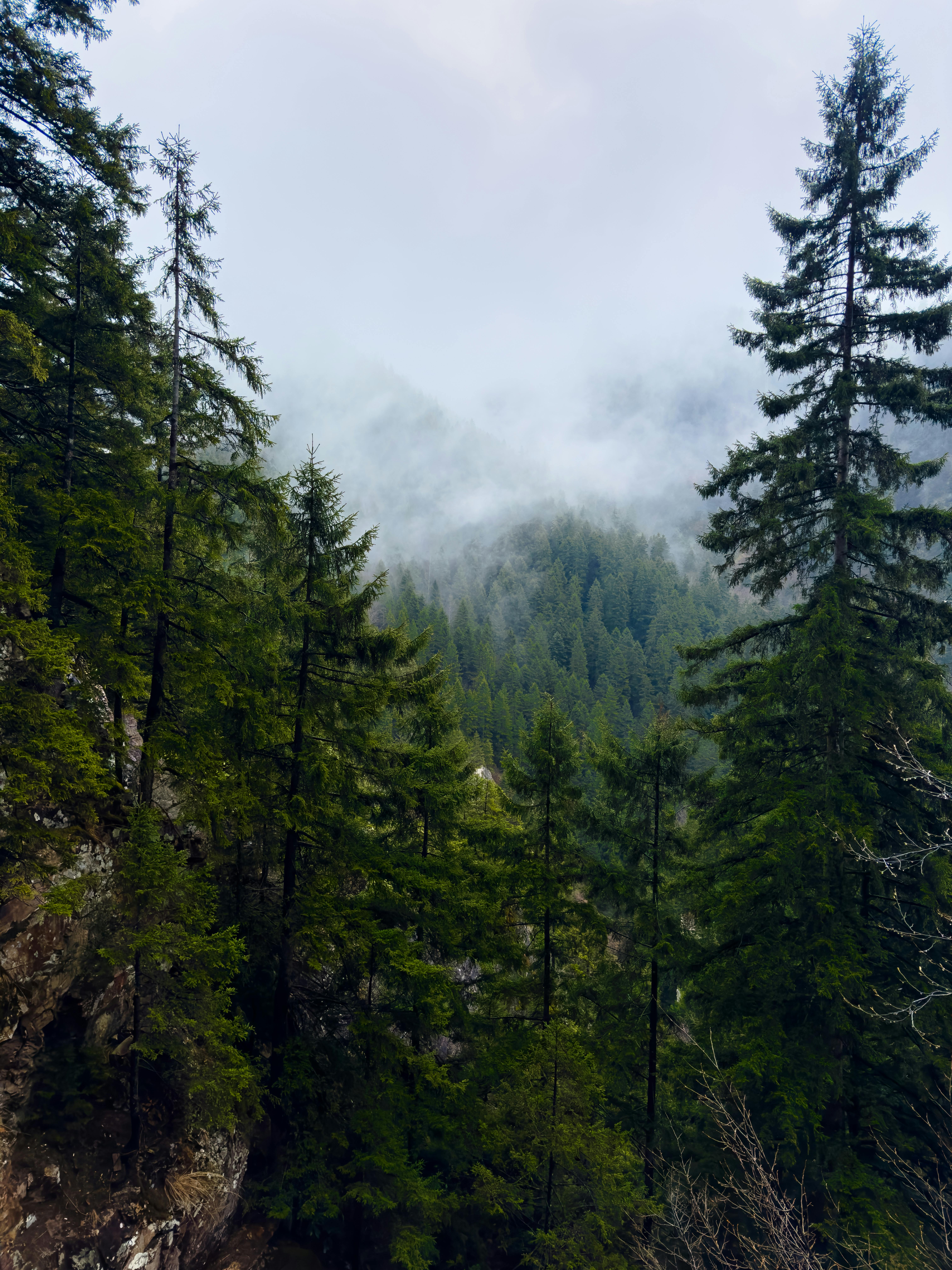 6048x8064 Evergreen Trees in the Mountains · Free