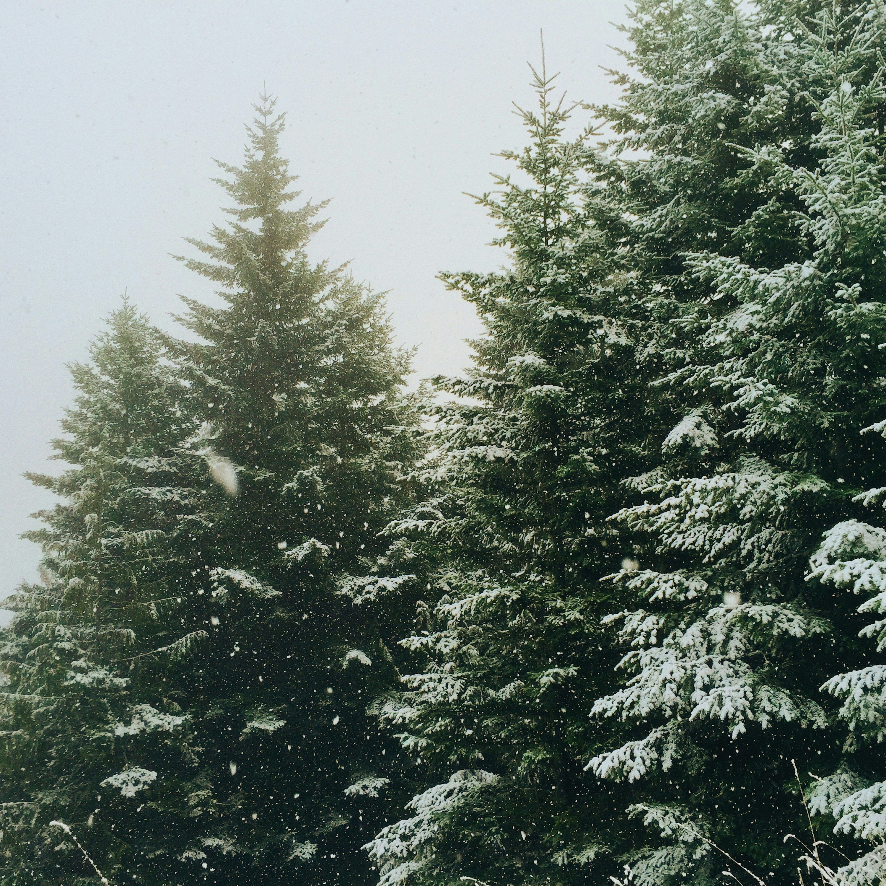 3000x3000 Green pine trees during winter photo