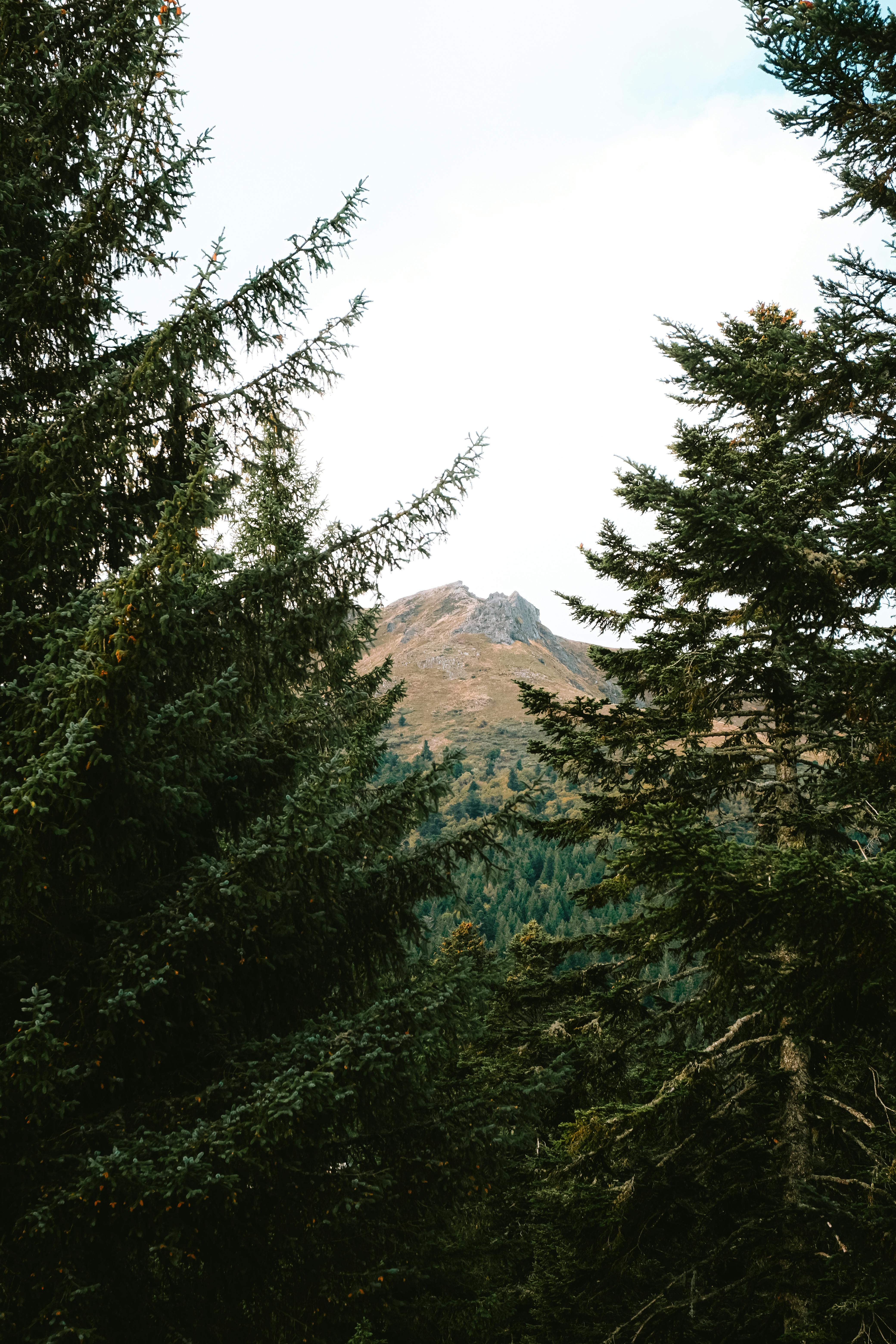 4160x6240 Evergreen Trees in Forest · Free