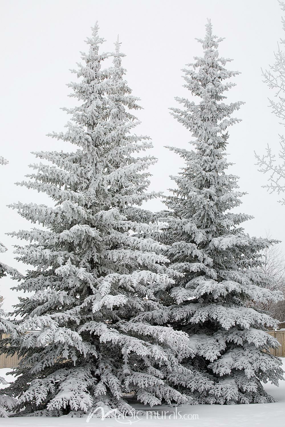 1000x1500 Snow Covered Evergreen Trees