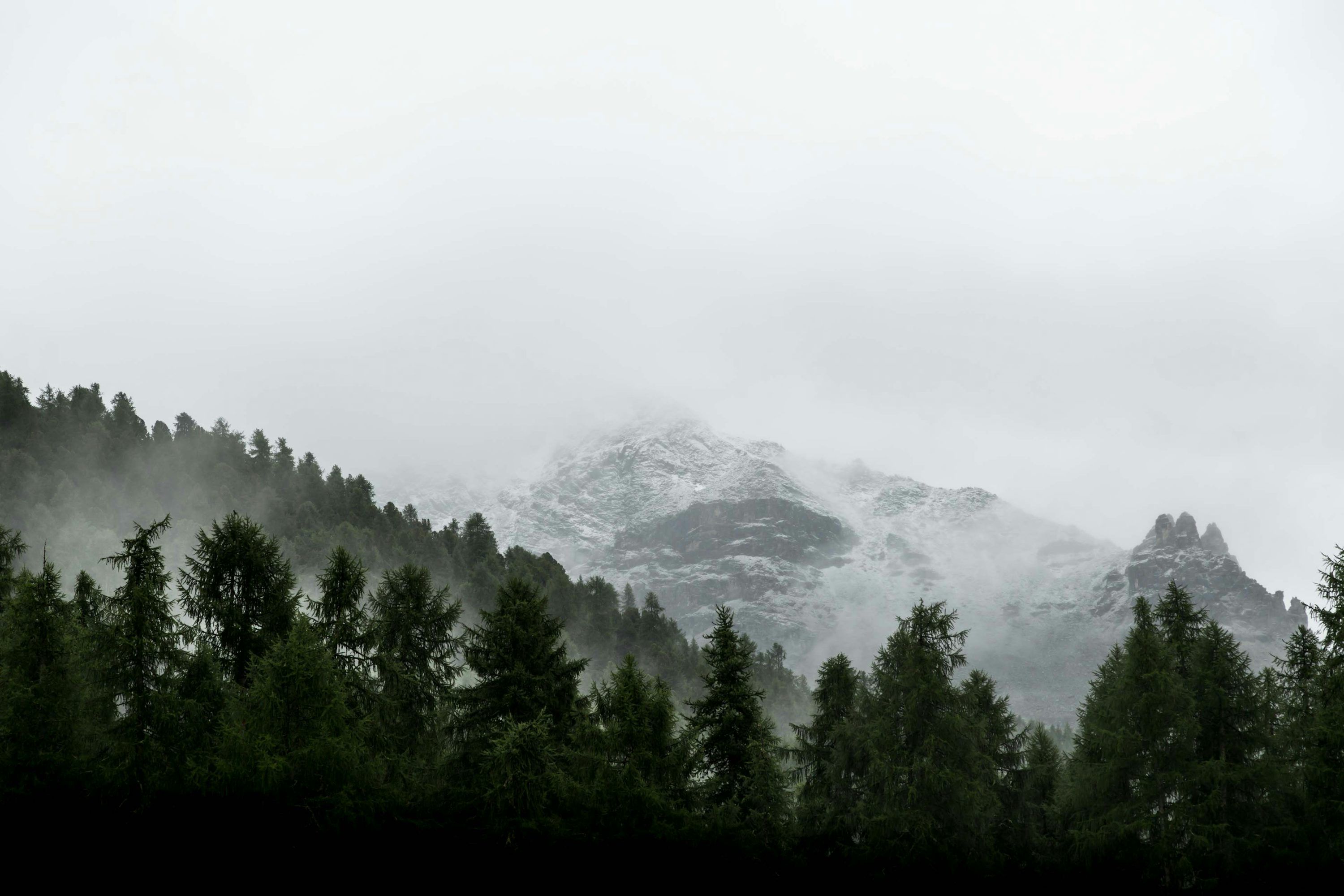 3000x2000 Evergreen trees on slope of snowy mountain photo