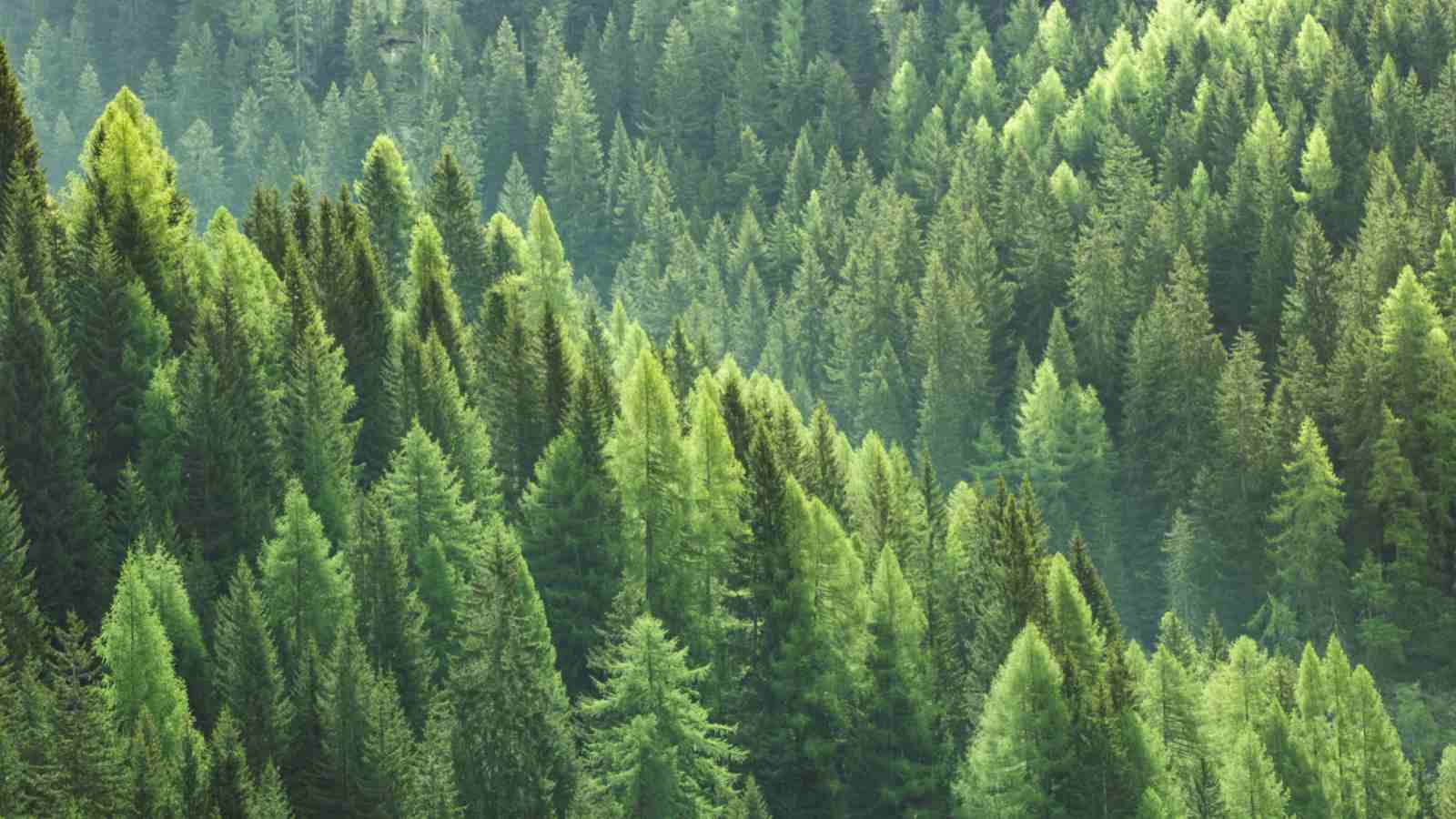 1600x900 Best Evergreen Trees for Your Yard (with Picture)