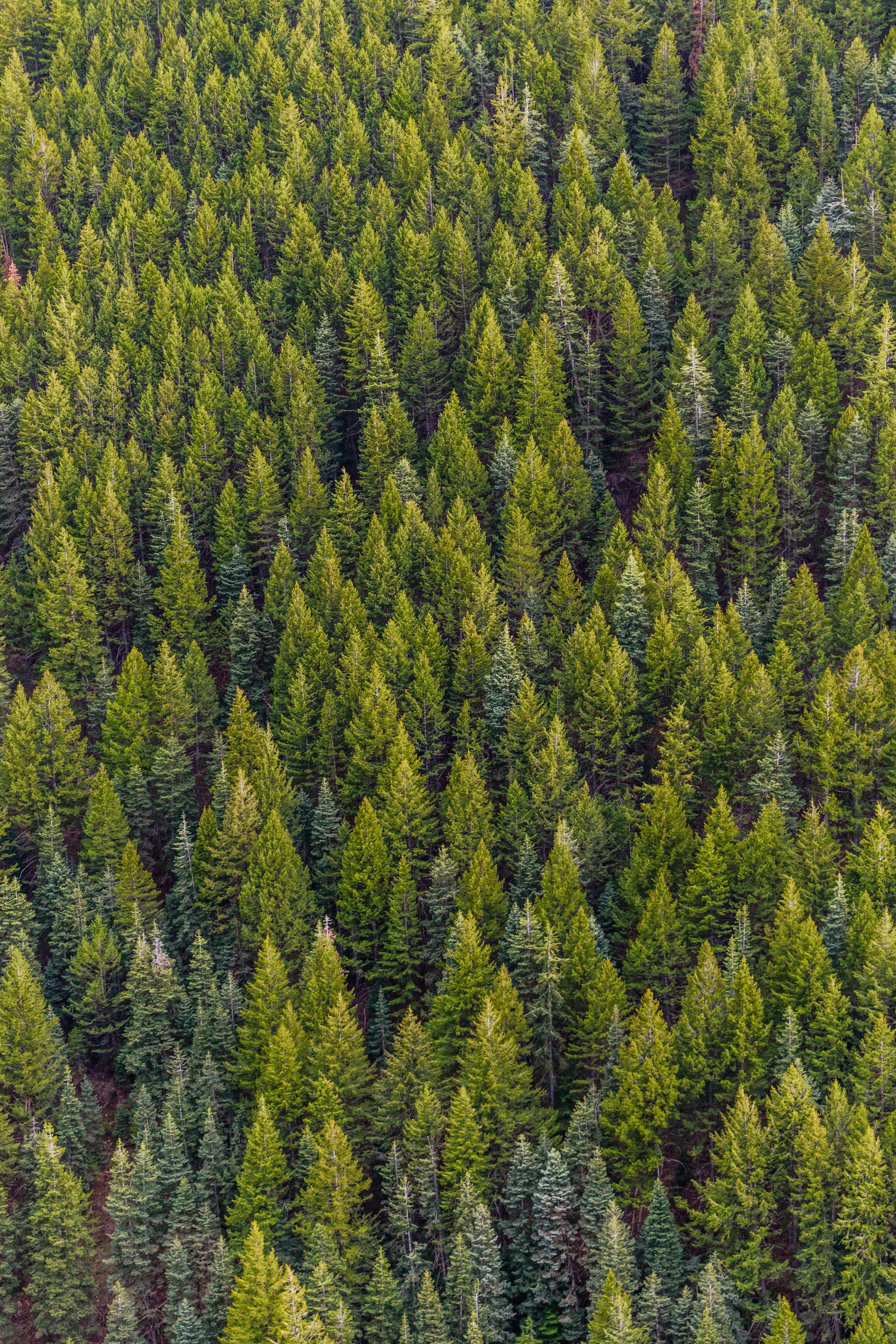 4000x6000 Evergreen Photo, Download The BEST Free Evergreen & HD Image