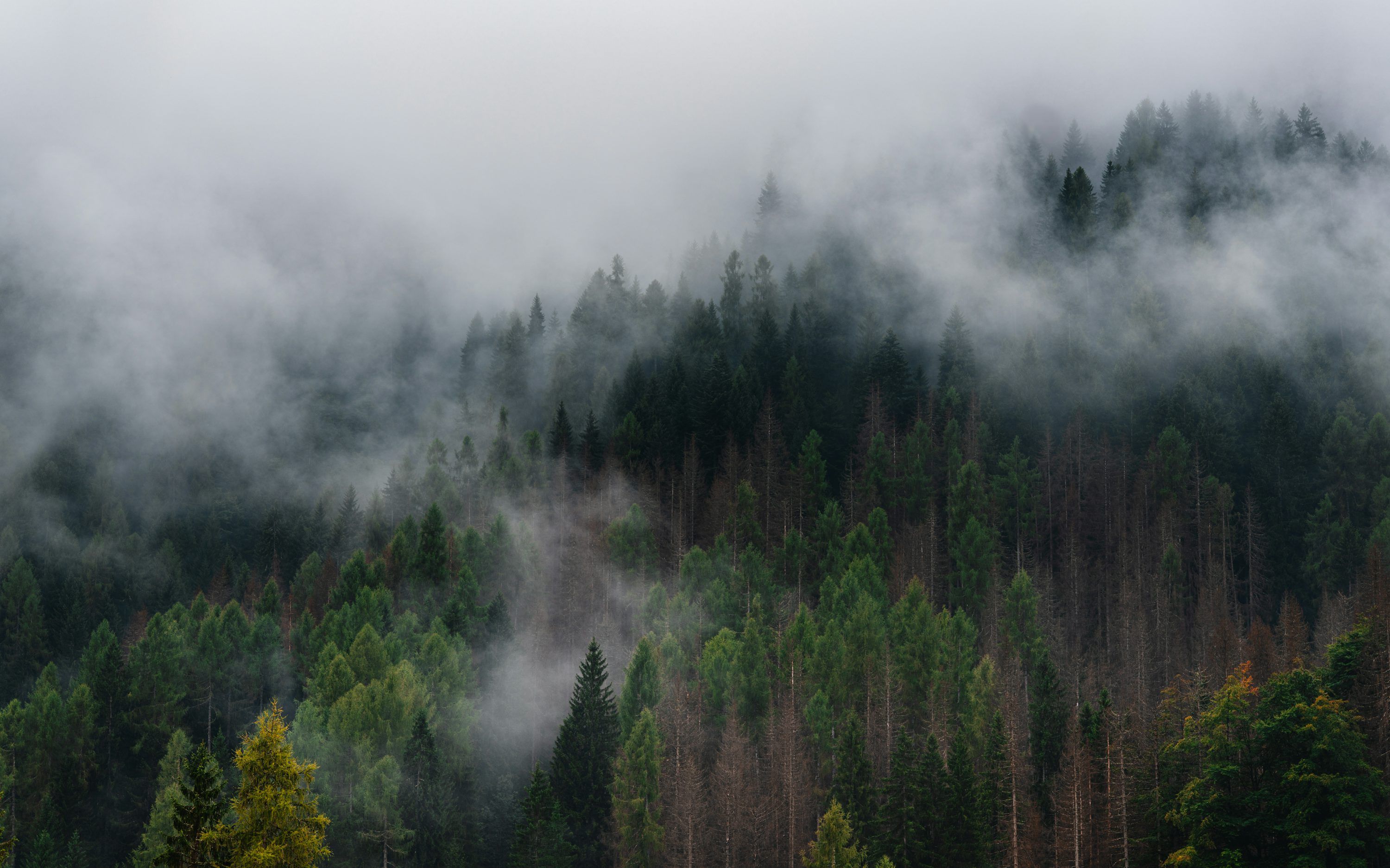 3000x1875 Misty forest landscape with evergreen trees photo