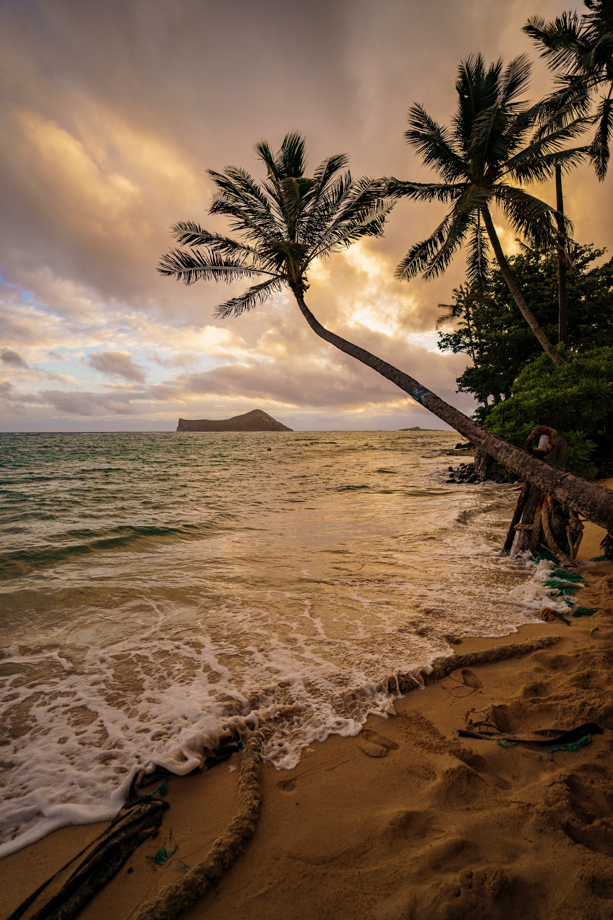 2000x3000 Phone wallpaper: Beach, Nature, Sea, Palms, Tropics 84674