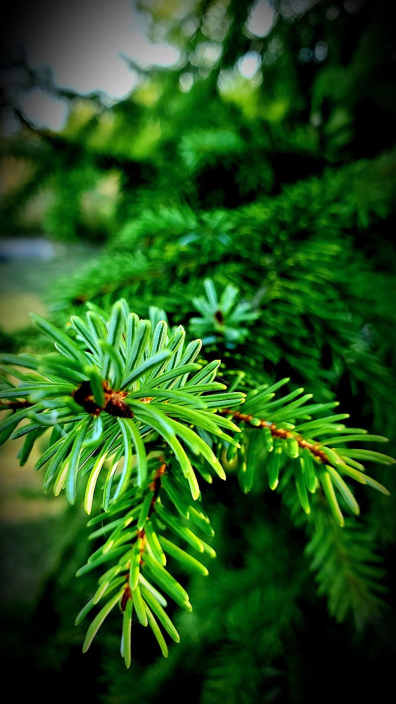 800x1422 Evergreen Tree, beauty, green, nature, pine, scenic, HD phone wallpaper