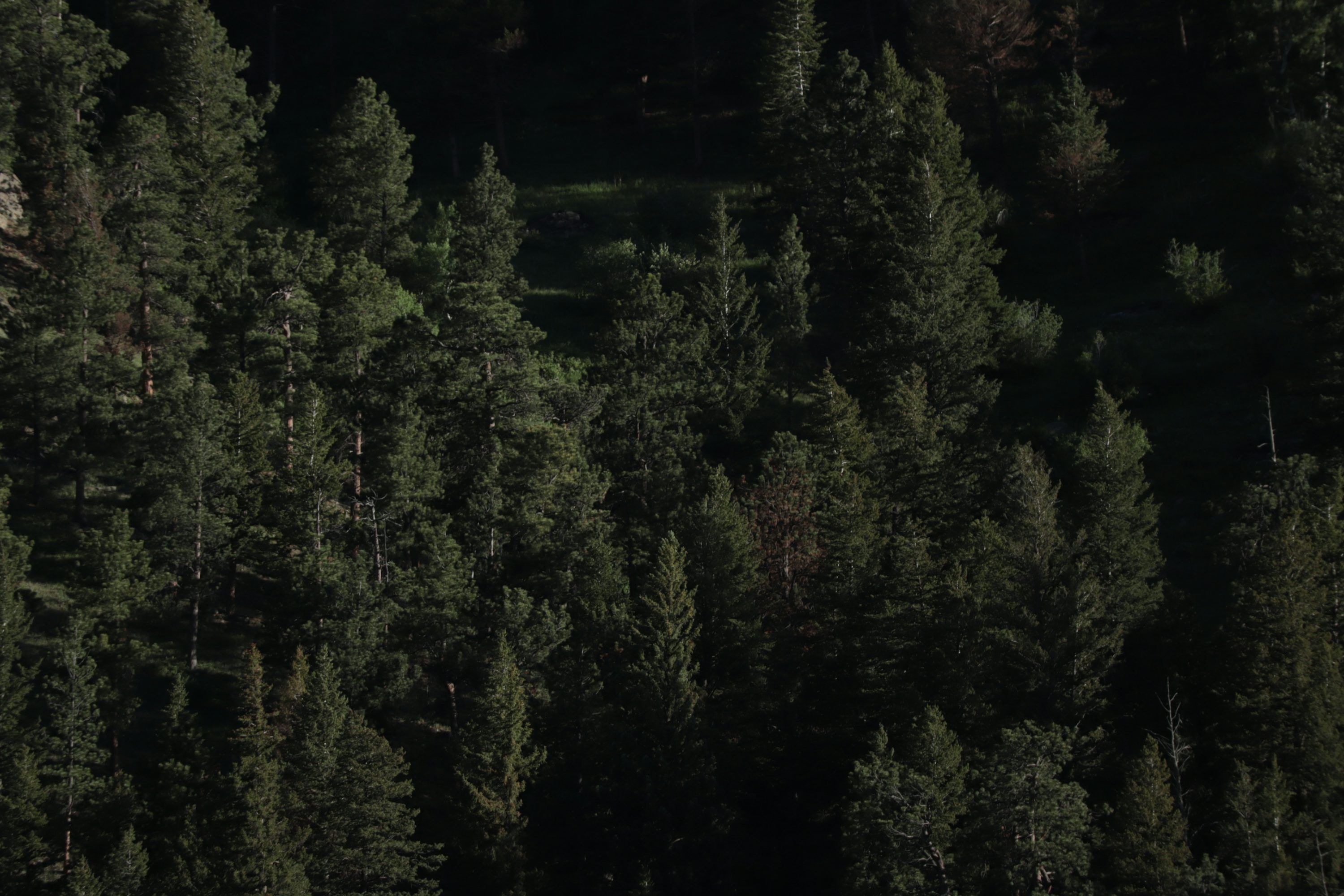 3000x2000 Dense forest filled with evergreen trees. photo