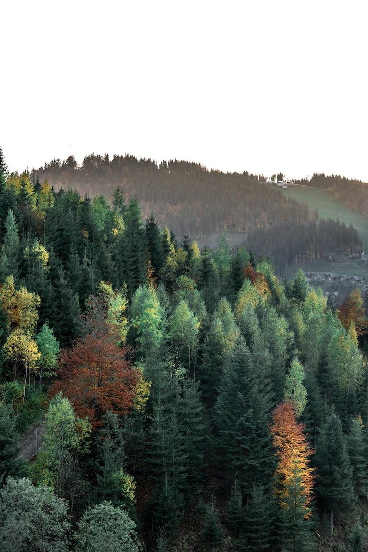 740x1110 Evergreen trees forest Image