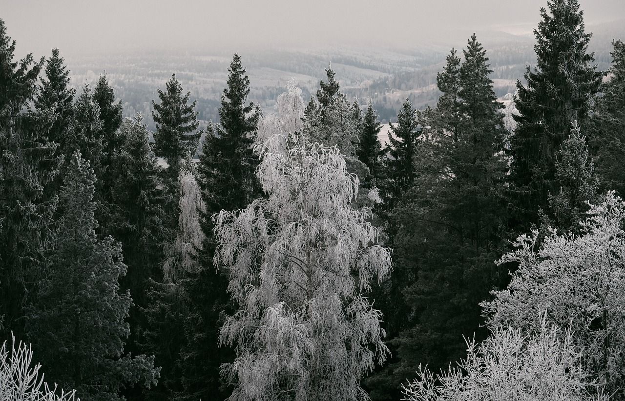 1280x822 Free Evergreen & Nature Image