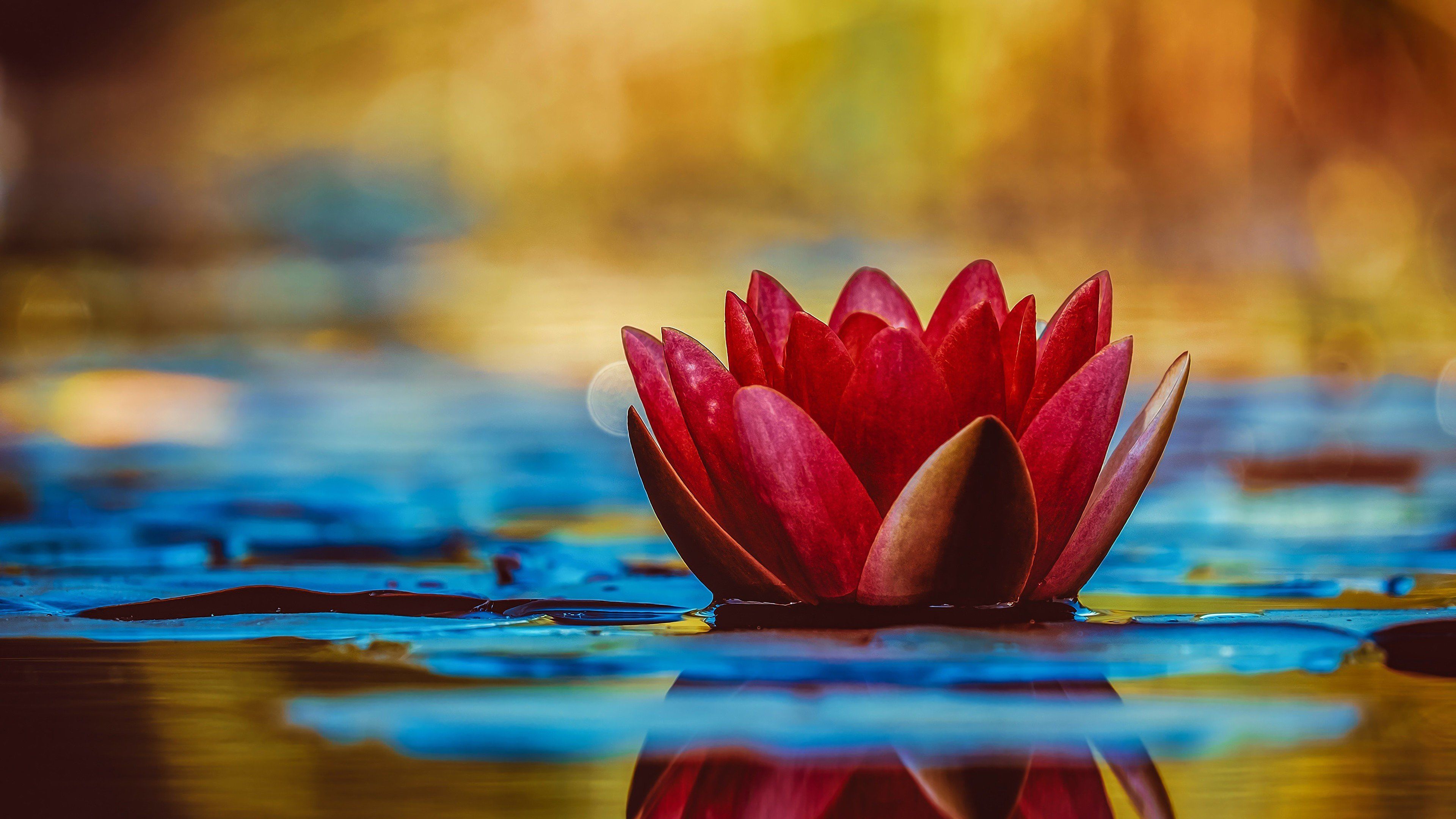 3840x2160 Lotus floating in water Wallpaper 4k for Desktop