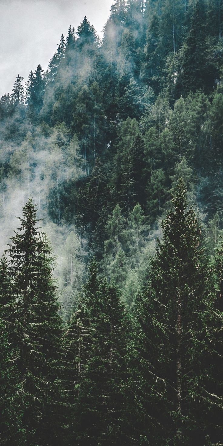736x1472 Mist, green trees, nature, Italy, 1080x2160 wallpaper