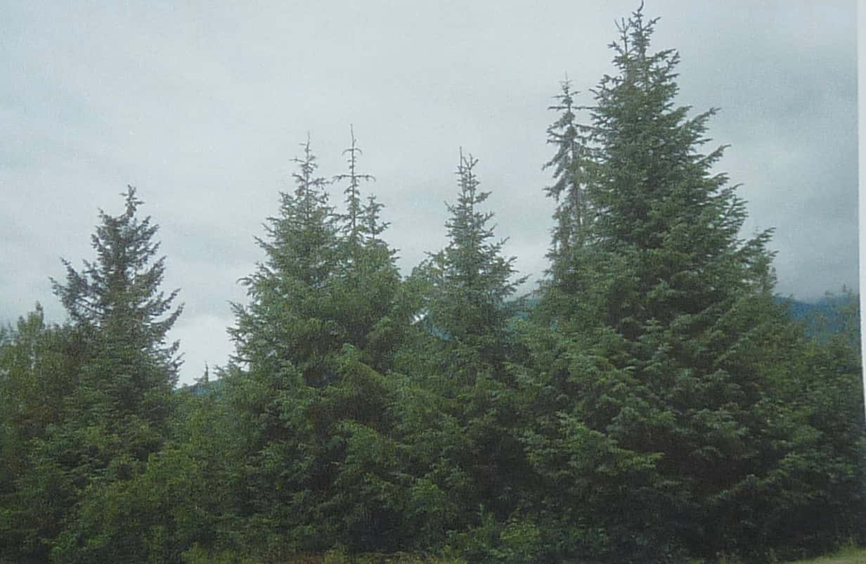 1232x802 Evergreen Trees Picture