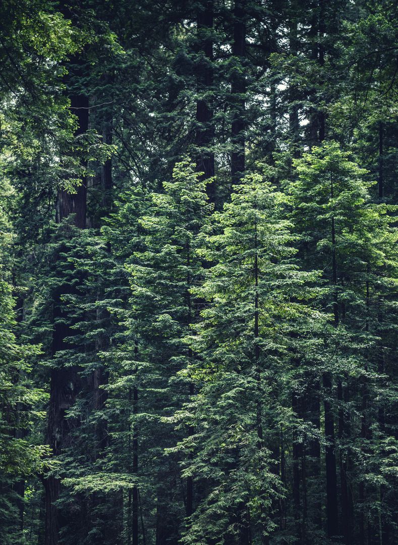 789x1080 Thick Forest of Tall Evergreen Trees