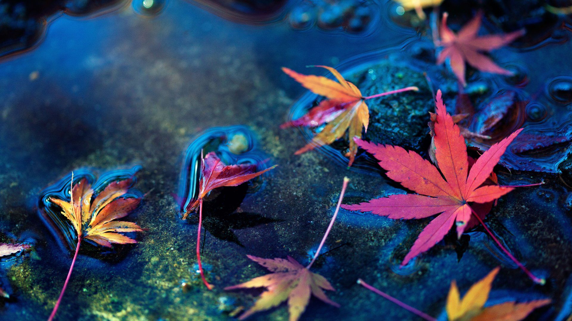 1920x1080 4K Ultra HD Maple Leaves Floating on Tranquil Water Surface