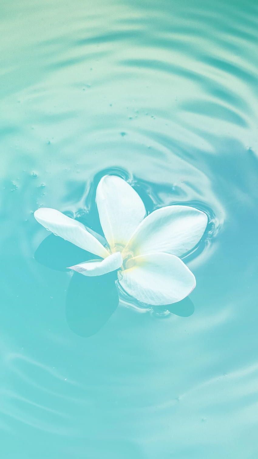 850x1511 White flowers floating in the water HD phone wallpaper