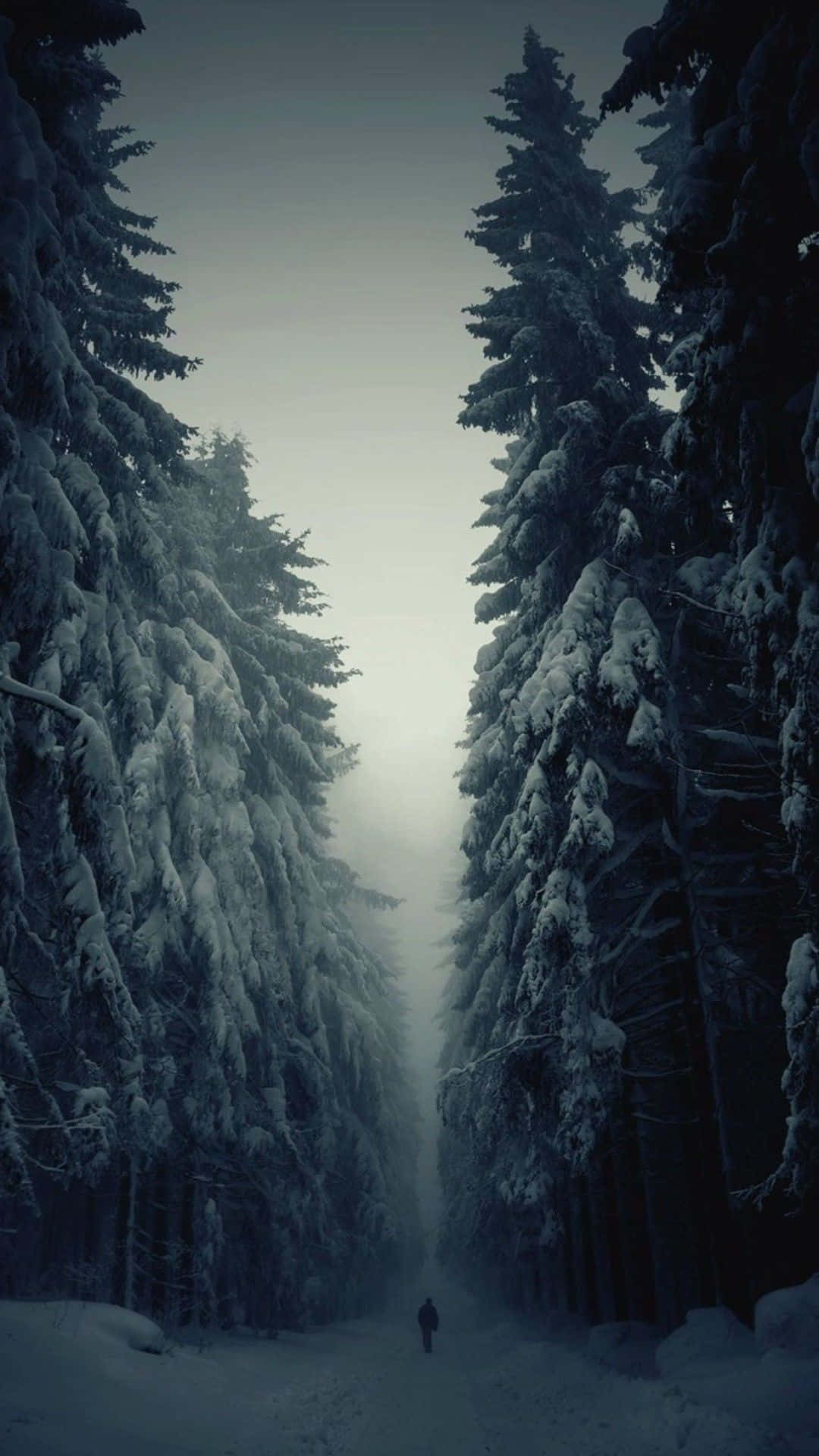 1080x1920 Download Winter iPhone 6 Plus Evergreen Trees Wallpaper
