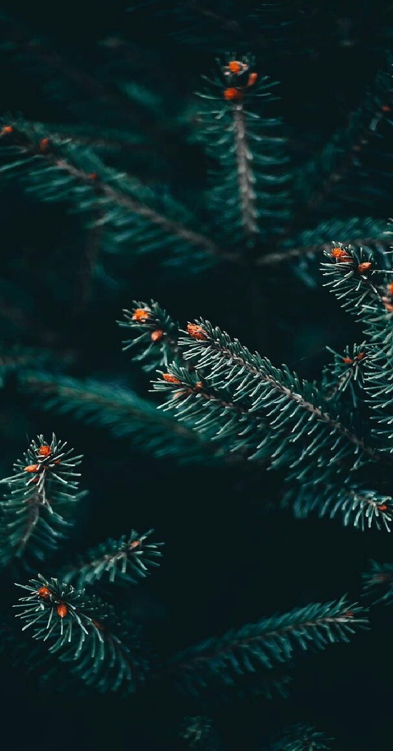 800x1529 Winter pine tree, evergreen, HD phone wallpaper